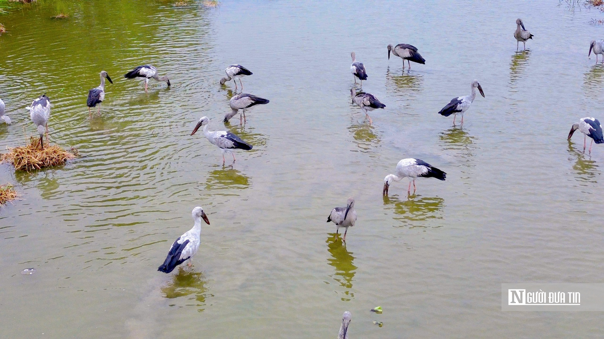 Cận cảnh đàn chim quý xuất hiện tại cánh đồng ở Huế- Ảnh 5. Cận cảnh đàn chim quý xuất hiện tại cánh đồng ở Huế- Ảnh 5.