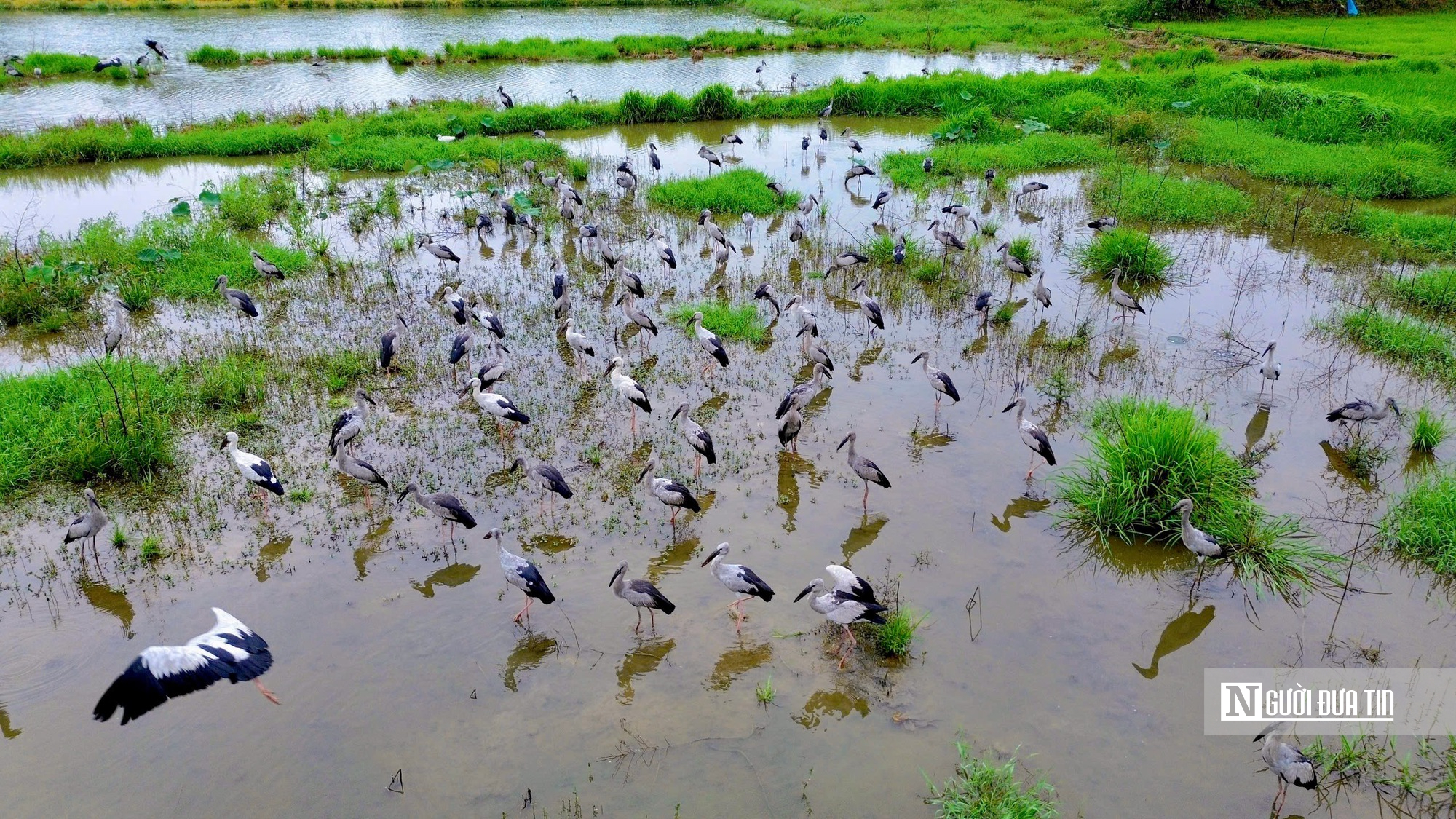 Cận cảnh đàn chim quý xuất hiện tại cánh đồng ở Huế- Ảnh 6. Cận cảnh đàn chim quý xuất hiện tại cánh đồng ở Huế- Ảnh 6.