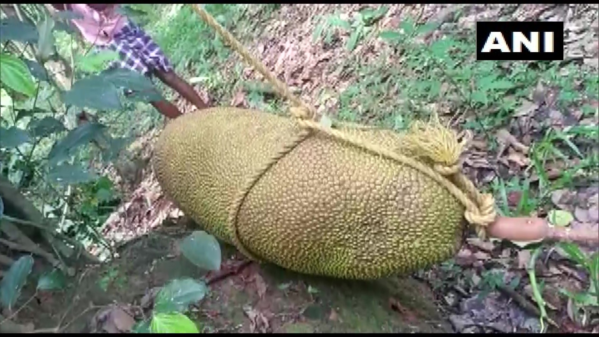 Không tin nổi khi nhìn quả mít lớn nhất thế giới: Nặng bao nhiêu mà bê không nổi, dân làng nườm nượp kéo đến chiêm ngưỡng?- Ảnh 2. Không tin nổi khi nhìn quả mít lớn nhất thế giới: Nặng bao nhiêu mà bê không nổi, dân làng nườm nượp kéo đến chiêm ngưỡng?- Ảnh 2.