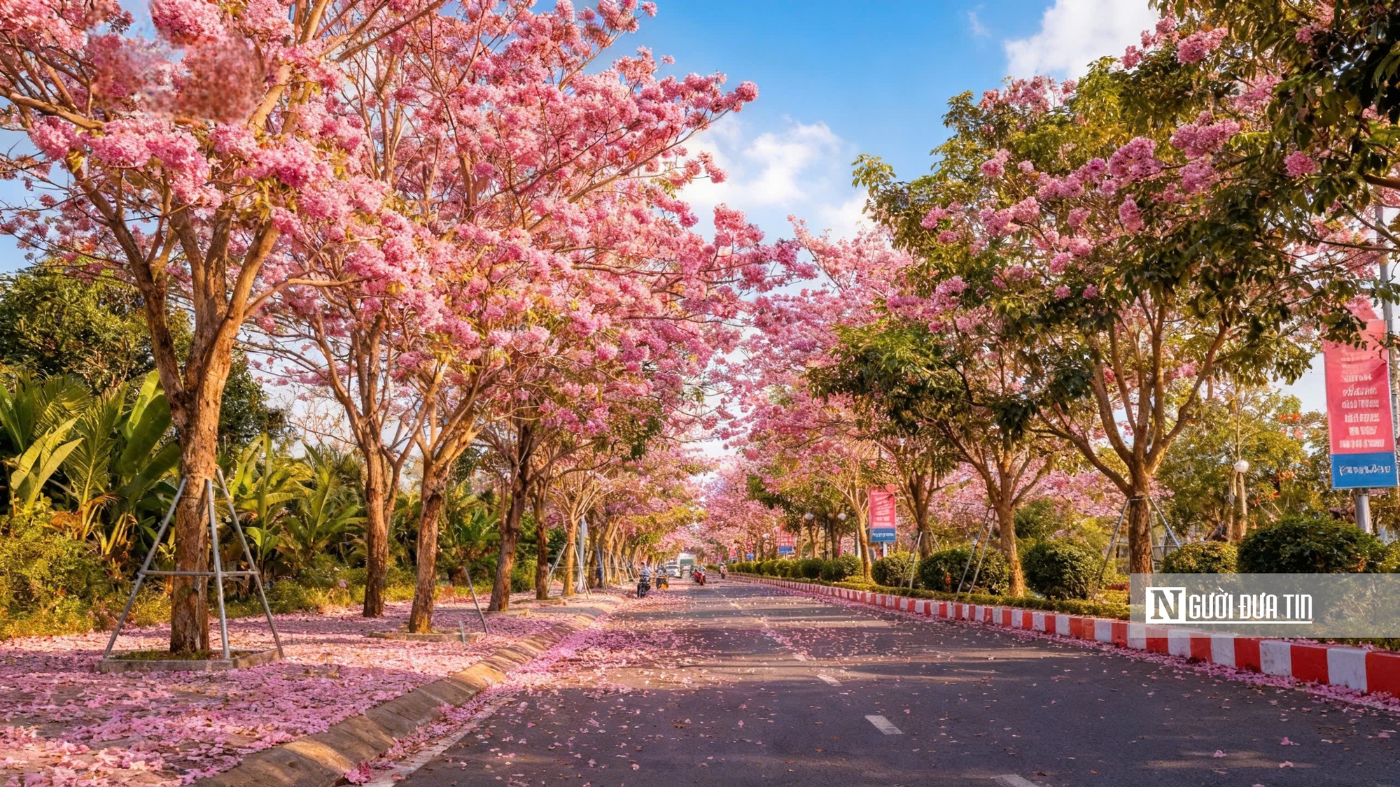 Cận cảnh con đường hoa kèn hồng đang “gây sốt” ở Cần Thơ- Ảnh 1.