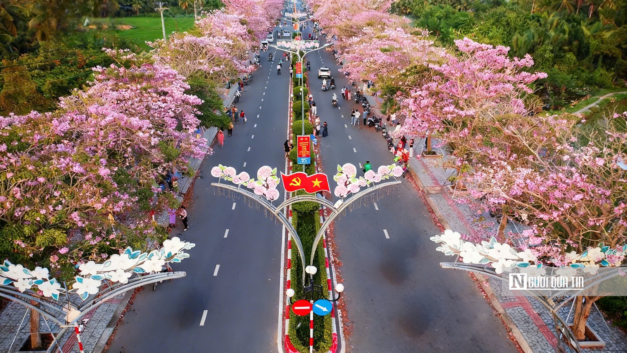 Cận cảnh con đường hoa kèn hồng đang “gây sốt” ở Cần Thơ- Ảnh 3.