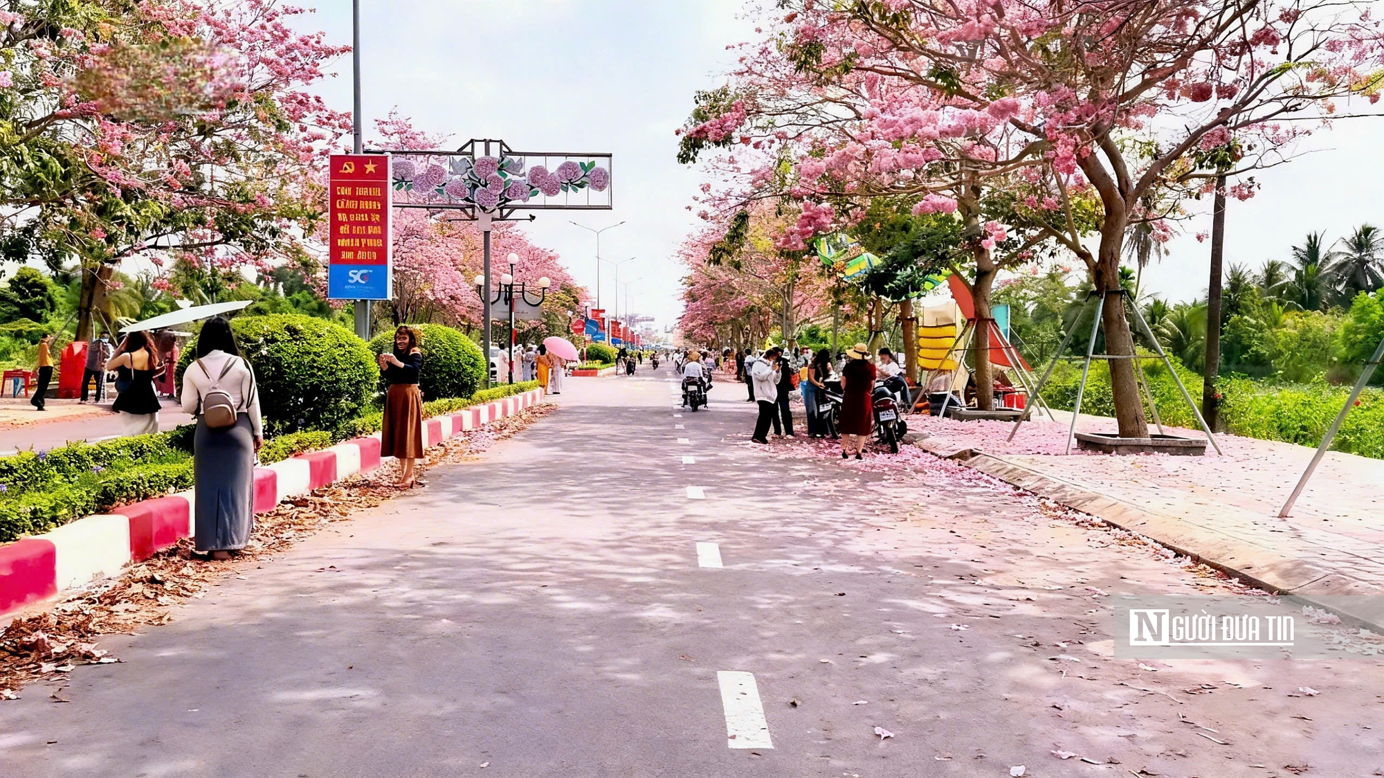 Cận cảnh con đường hoa kèn hồng đang “gây sốt” ở Cần Thơ- Ảnh 7.