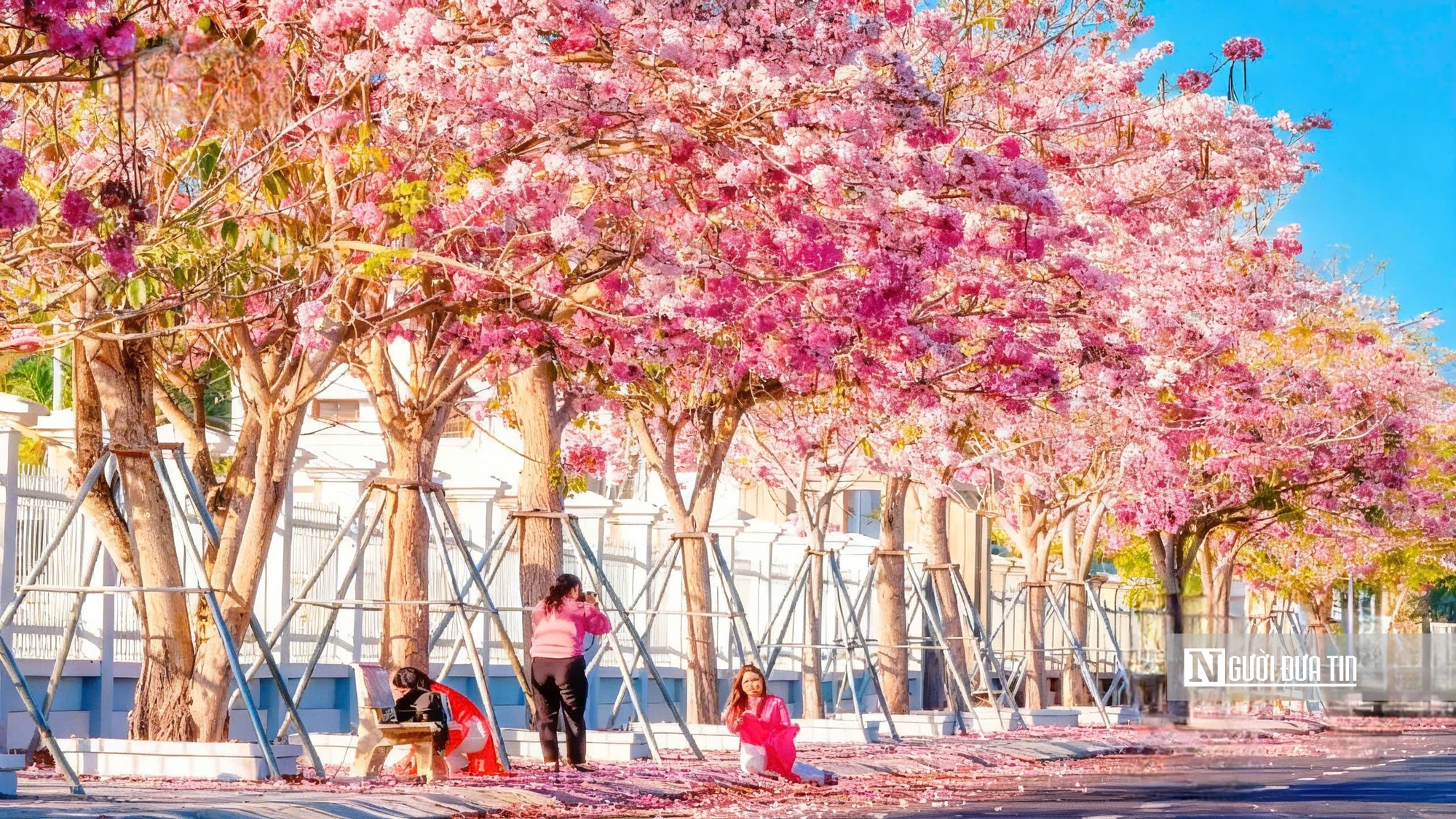 Cận cảnh con đường hoa kèn hồng đang “gây sốt” ở Cần Thơ- Ảnh 8.