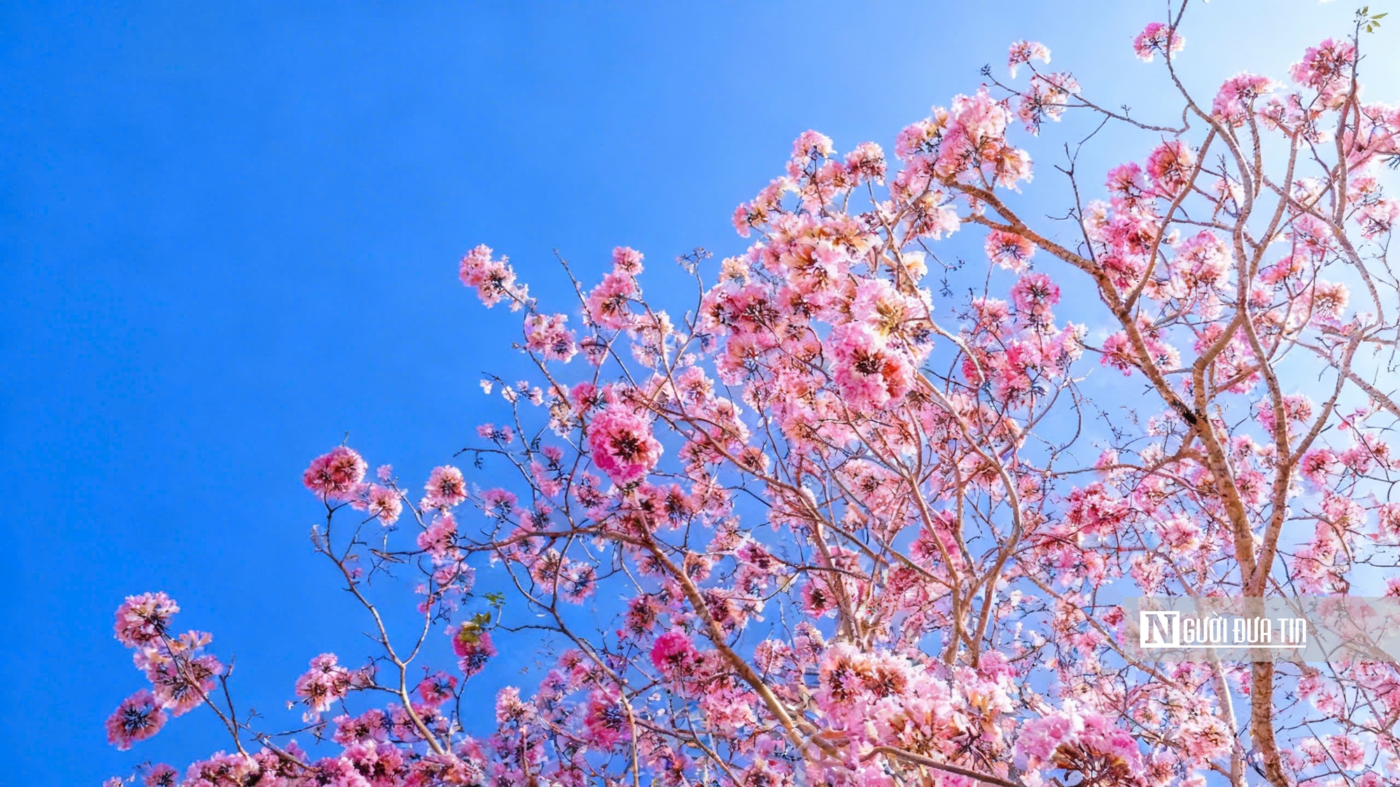 Cận cảnh con đường hoa kèn hồng đang “gây sốt” ở Cần Thơ- Ảnh 9.