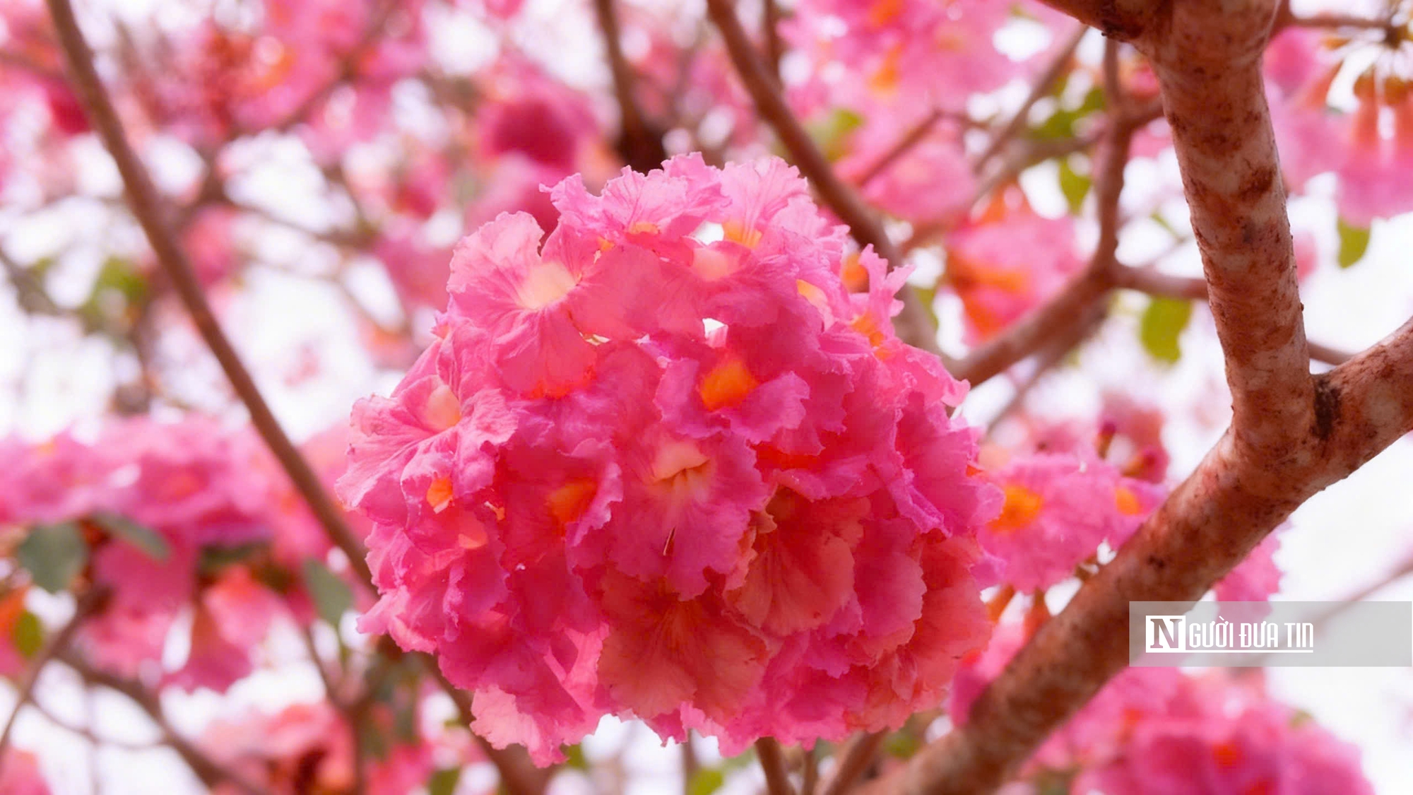 Cận cảnh con đường hoa kèn hồng đang “gây sốt” ở Cần Thơ- Ảnh 11.