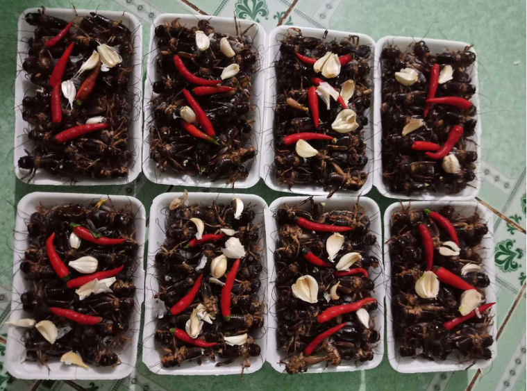 Con đặc sản “xấu xí” xưa không ai ngó, nay thành đặc sản Tây Bắc lạ miệng, dân nhậu mê tít săn lùng - Ảnh 9.