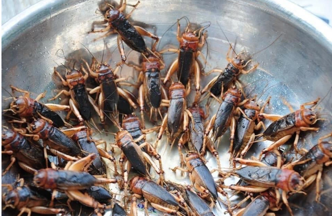 Con đặc sản “xấu xí” xưa không ai ngó, nay thành đặc sản Tây Bắc lạ miệng, dân nhậu mê tít săn lùng - Ảnh 3.