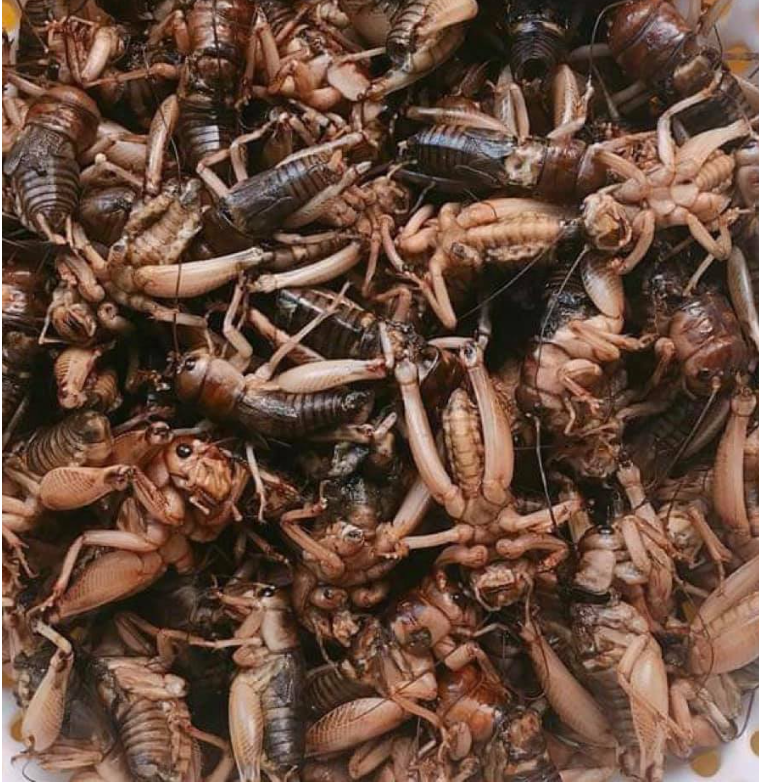 Con đặc sản “xấu xí” xưa không ai ngó, nay thành đặc sản Tây Bắc lạ miệng, dân nhậu mê tít săn lùng - Ảnh 10.