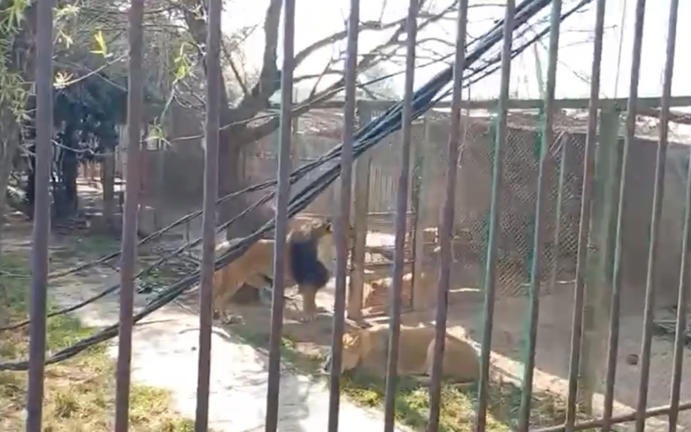 Say rượu thả sư tử, người đàn ông bị tấn công và phải trốn trong lồng ở Mexico