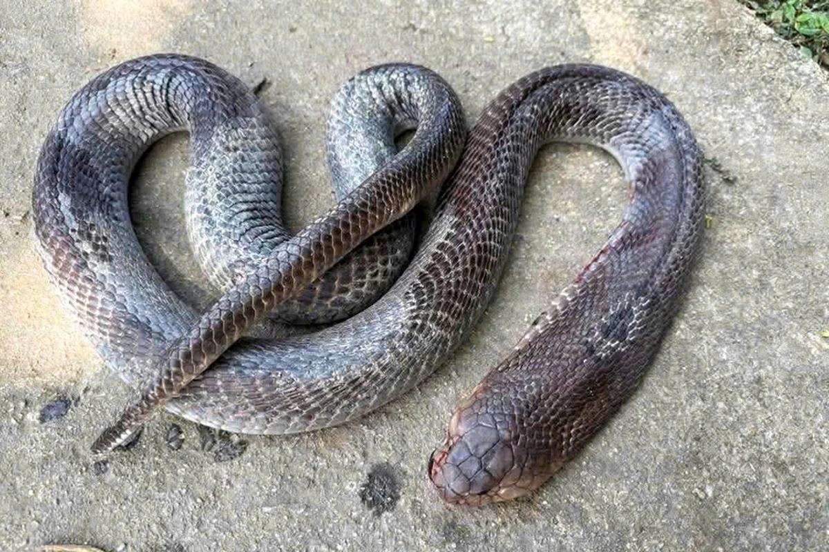 Bị rắn cắn, cụ ông 79 tuổi mang cả con rắn 