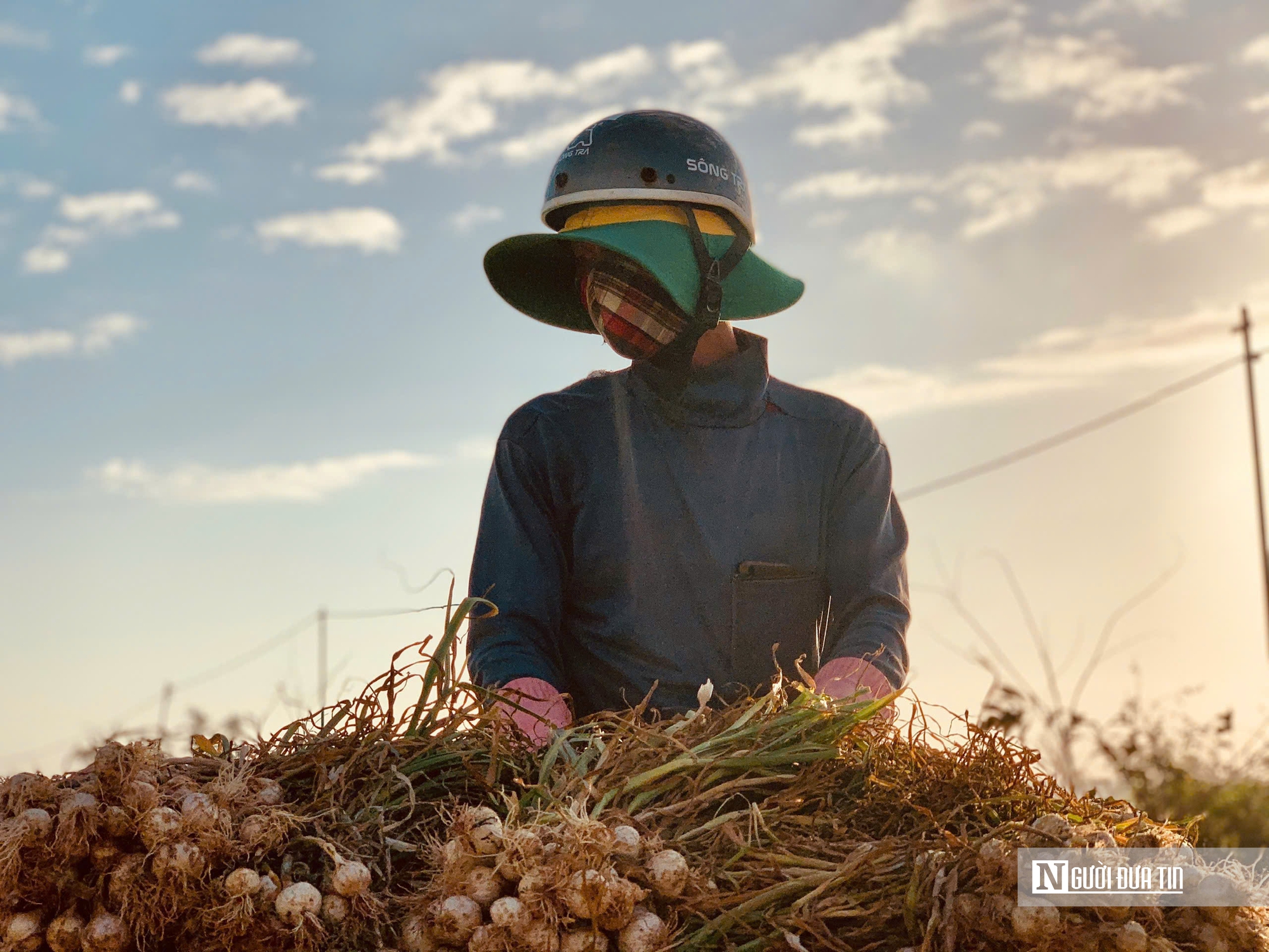 Tỏi Lý Sơn được mùa nhưng rớt giá, nông dân lo đầu ra- Ảnh 3.