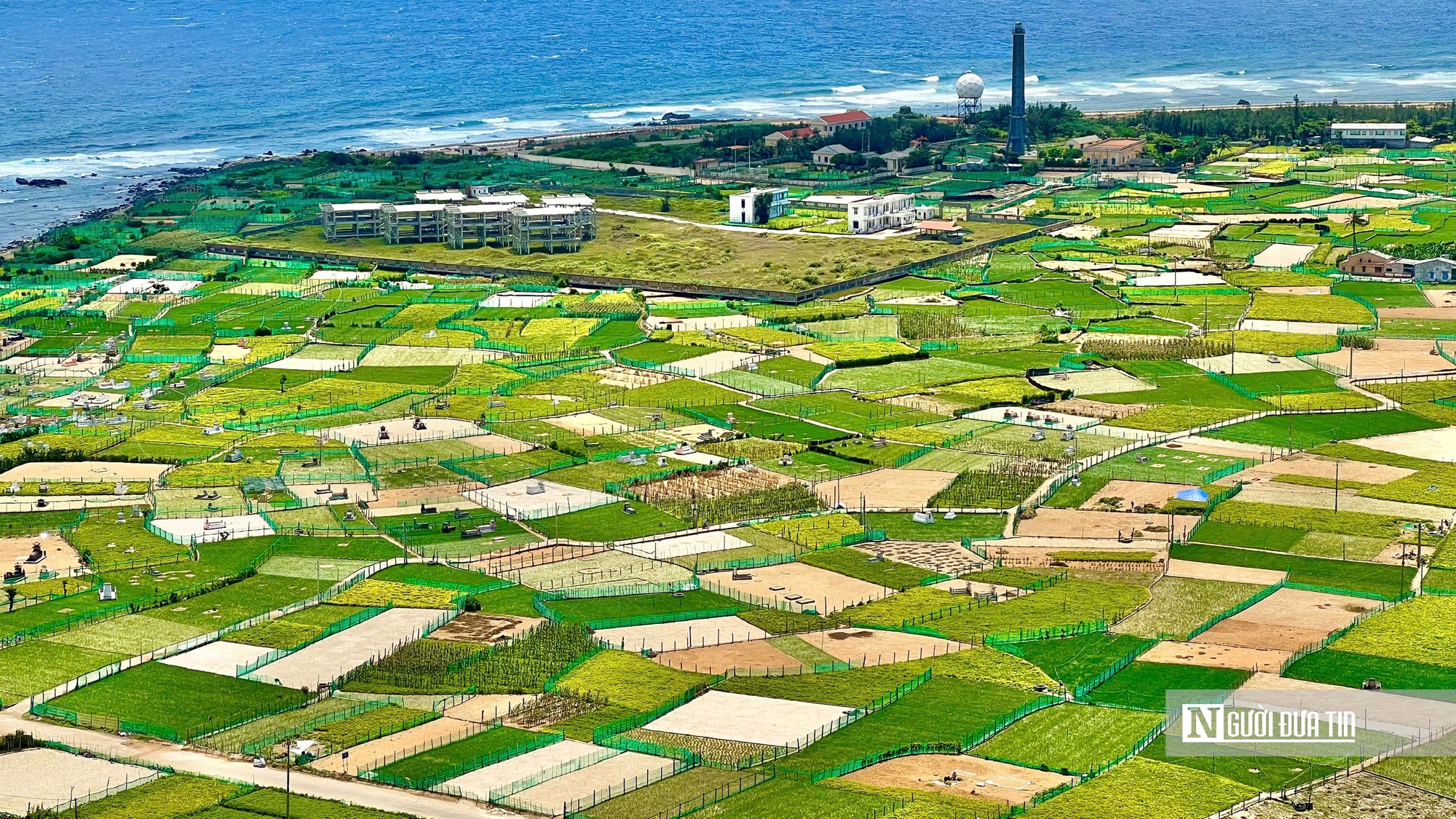 Tỏi L&yacute; Sơn được m&ugrave;a nhưng rớt gi&aacute;, n&ocirc;ng d&acirc;n lo đầu ra- Ảnh 1.