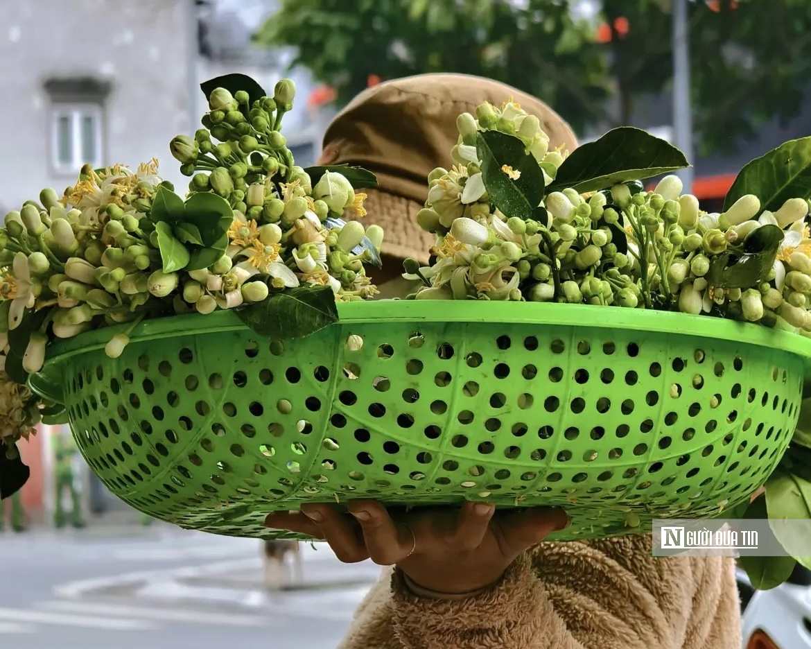 Hương bưởi th&aacute;ng Ba l&agrave;m dịu l&ograve;ng phố H&agrave; Nội- Ảnh 12.