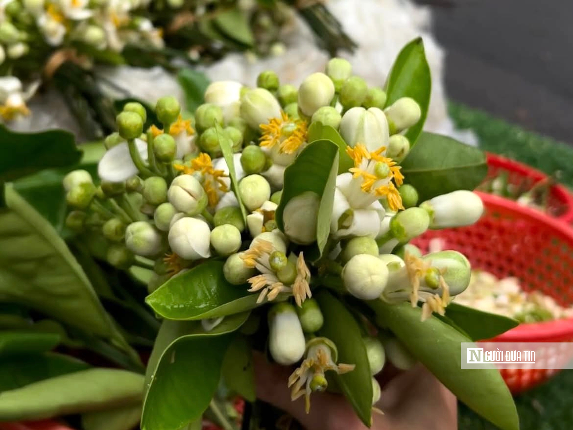 Hương bưởi th&aacute;ng Ba l&agrave;m dịu l&ograve;ng phố H&agrave; Nội- Ảnh 2.