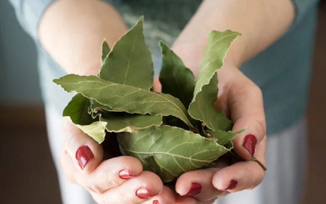 Loại l&aacute; mọc dại bờ r&agrave;o được xem l&agrave; "bảo bối" cho hệ ti&ecirc;u h&oacute;a - Ảnh 3.