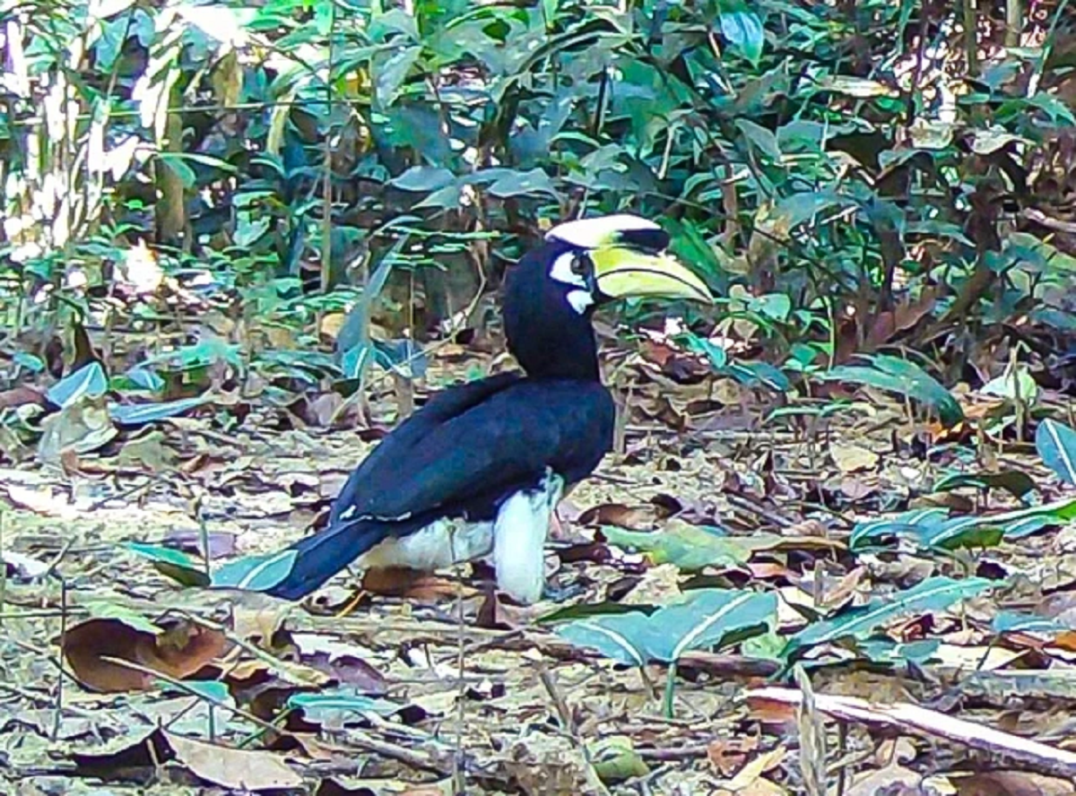 Loài vật quý hiếm bậc nhất bất ngờ 