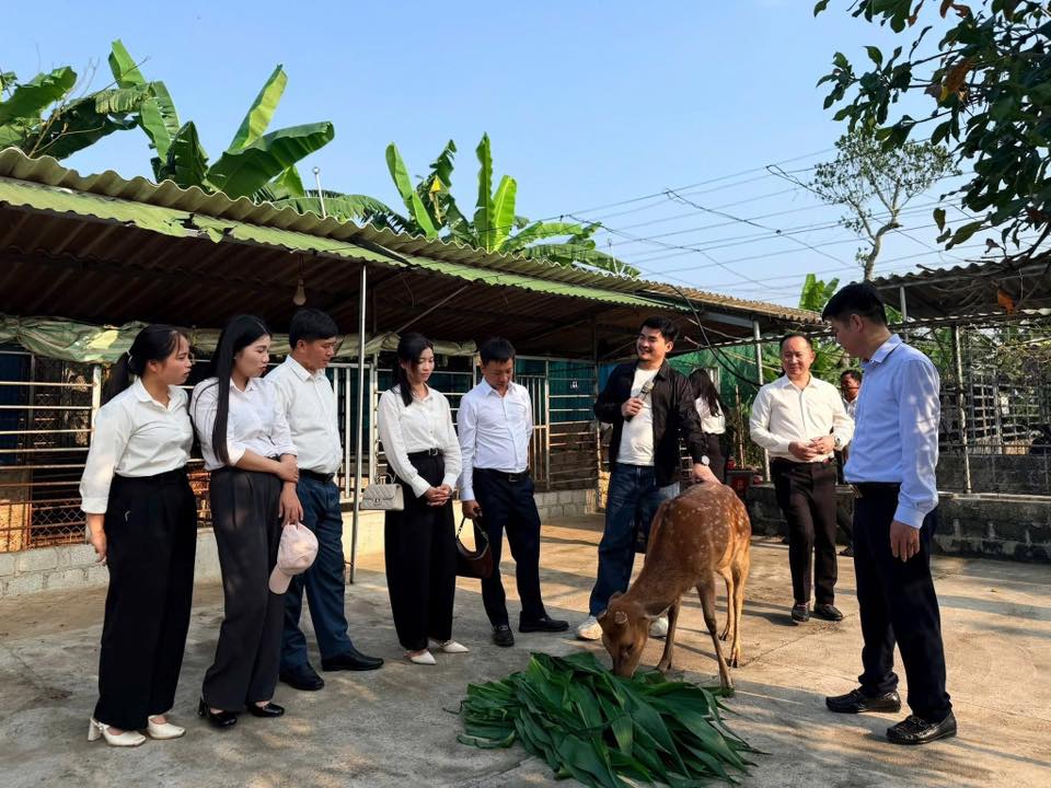 Chìa khóa thoát nghèo từ nghề nuôi con nhiều đốm, “bán lộc” kiếm tiền tỷ ở Hà Tĩnh - Ảnh 4.