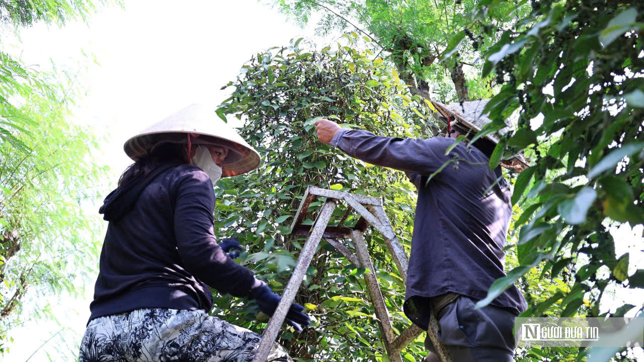 N&ocirc;ng d&acirc;n Đồng Nai tr&uacute;ng m&ugrave;a hồ ti&ecirc;u- Ảnh 1.