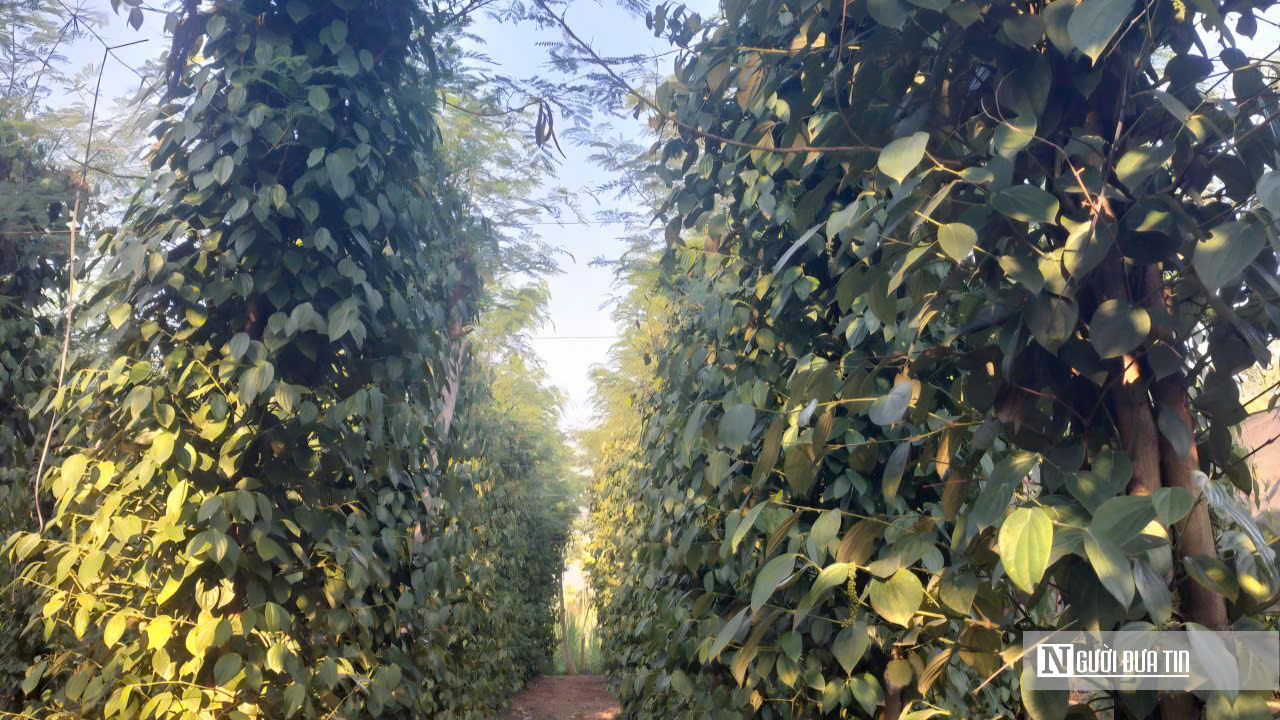 N&ocirc;ng d&acirc;n Đồng Nai tr&uacute;ng m&ugrave;a hồ ti&ecirc;u- Ảnh 2.