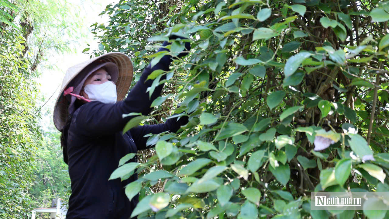 N&ocirc;ng d&acirc;n Đồng Nai tr&uacute;ng m&ugrave;a hồ ti&ecirc;u- Ảnh 3.