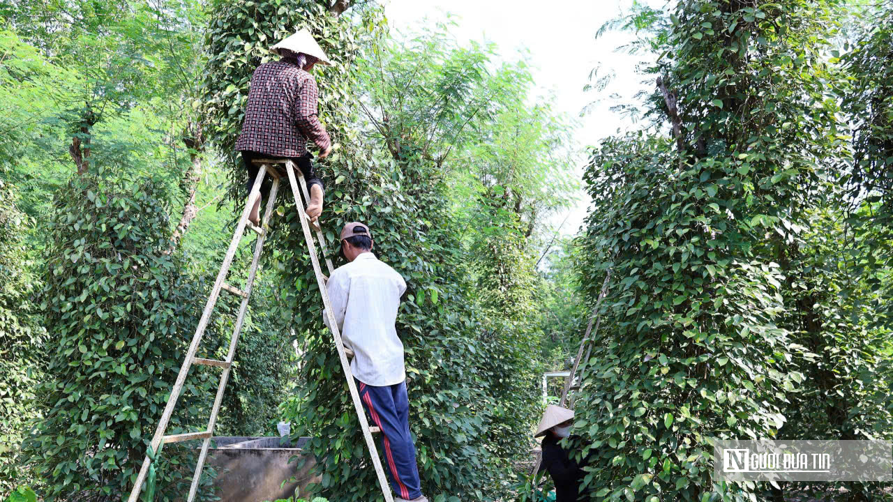 N&ocirc;ng d&acirc;n Đồng Nai tr&uacute;ng m&ugrave;a hồ ti&ecirc;u- Ảnh 5.