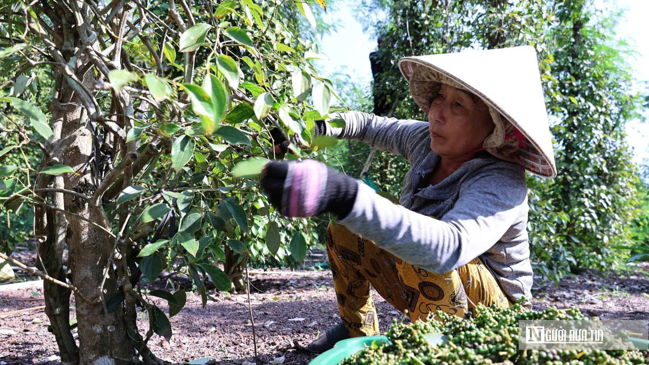 N&ocirc;ng d&acirc;n Đồng Nai tr&uacute;ng m&ugrave;a hồ ti&ecirc;u- Ảnh 6.