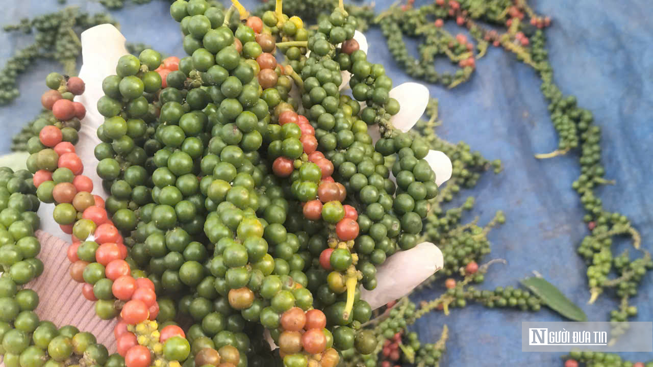 N&ocirc;ng d&acirc;n Đồng Nai tr&uacute;ng m&ugrave;a hồ ti&ecirc;u- Ảnh 7.