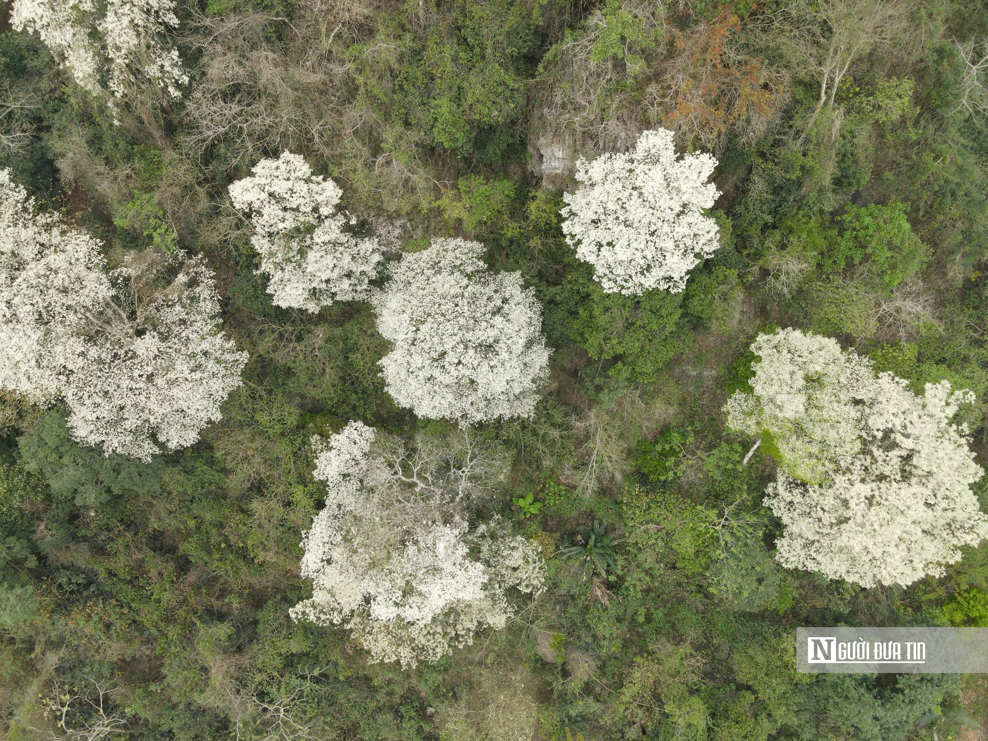 Chiêm ngưỡng loài cây nở hoa phủ trắng núi rừng xứ Thanh- Ảnh 2.