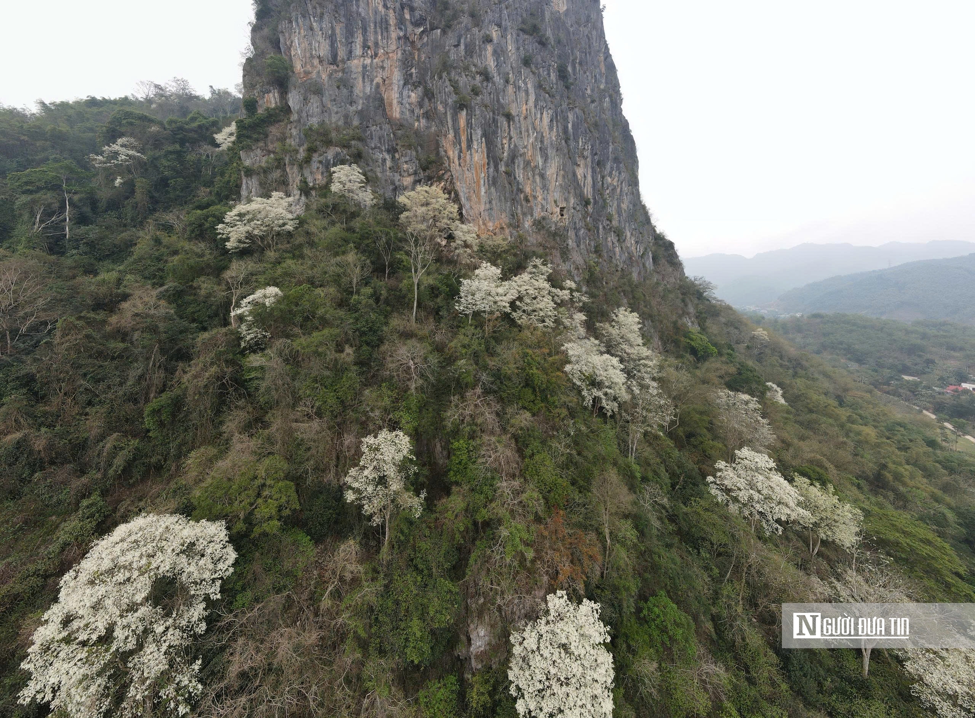 Chiêm ngưỡng loài cây nở hoa phủ trắng núi rừng xứ Thanh- Ảnh 6.