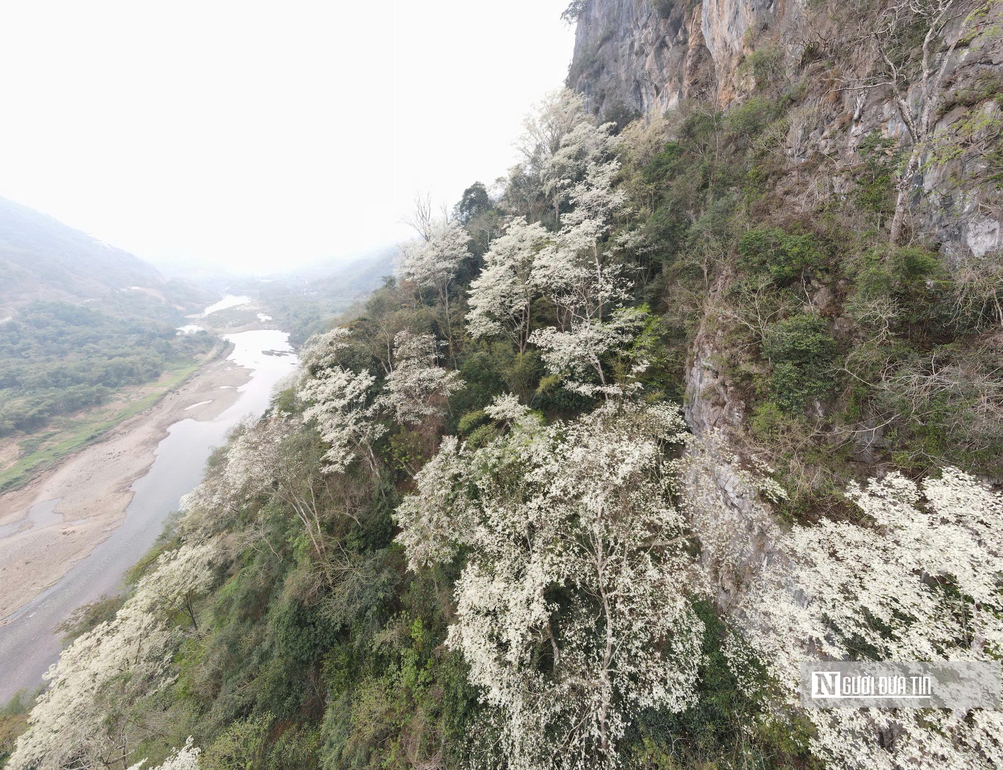 Chiêm ngưỡng loài cây nở hoa phủ trắng núi rừng xứ Thanh- Ảnh 5.