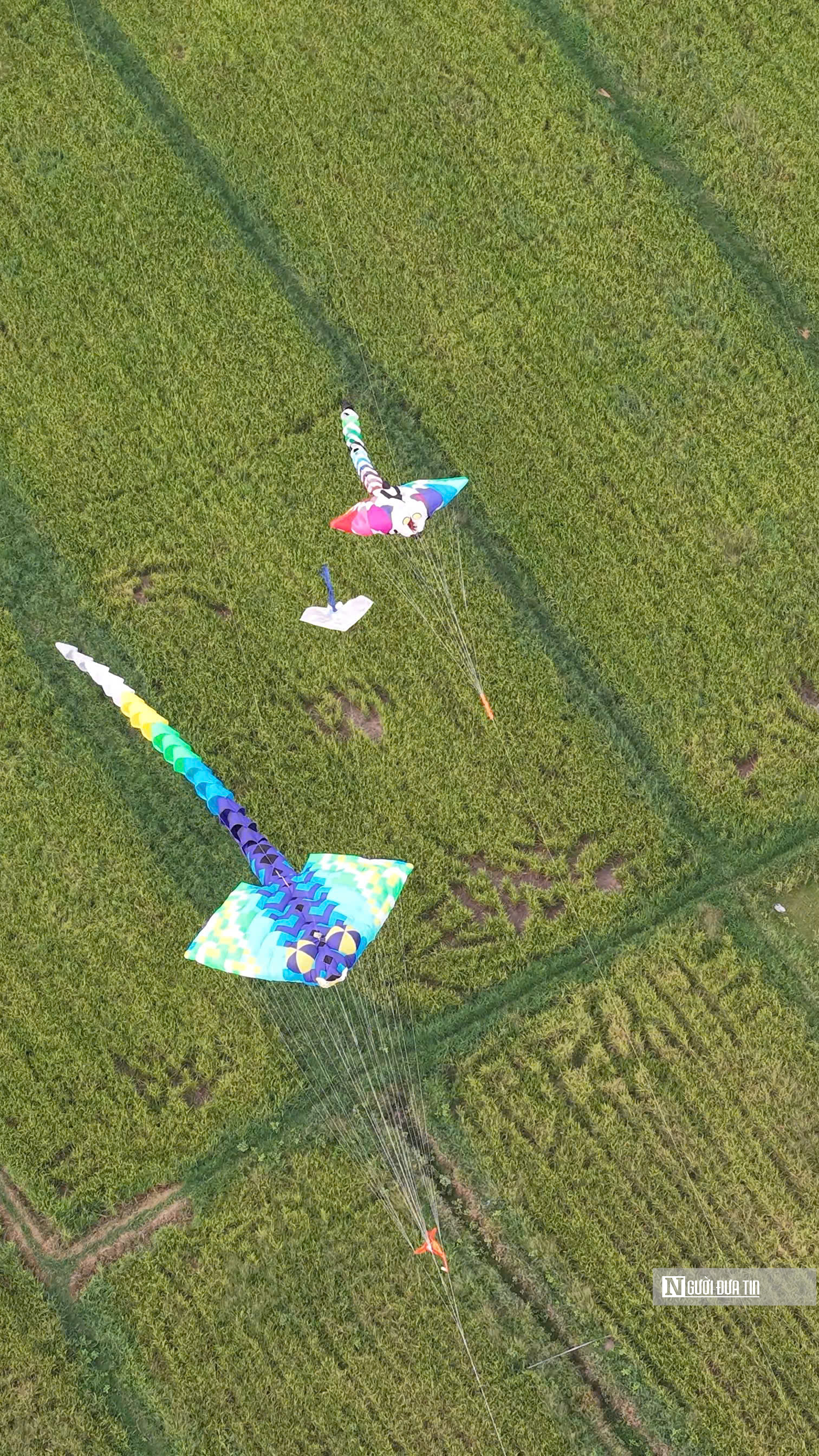 &ldquo;Biển diều&rdquo; khổng lồ phủ k&iacute;n đồng diều H&oacute;c M&ocirc;n, người d&acirc;n đổ về đ&ocirc;ng nghịt mỗi ng&agrave;y- Ảnh 14.