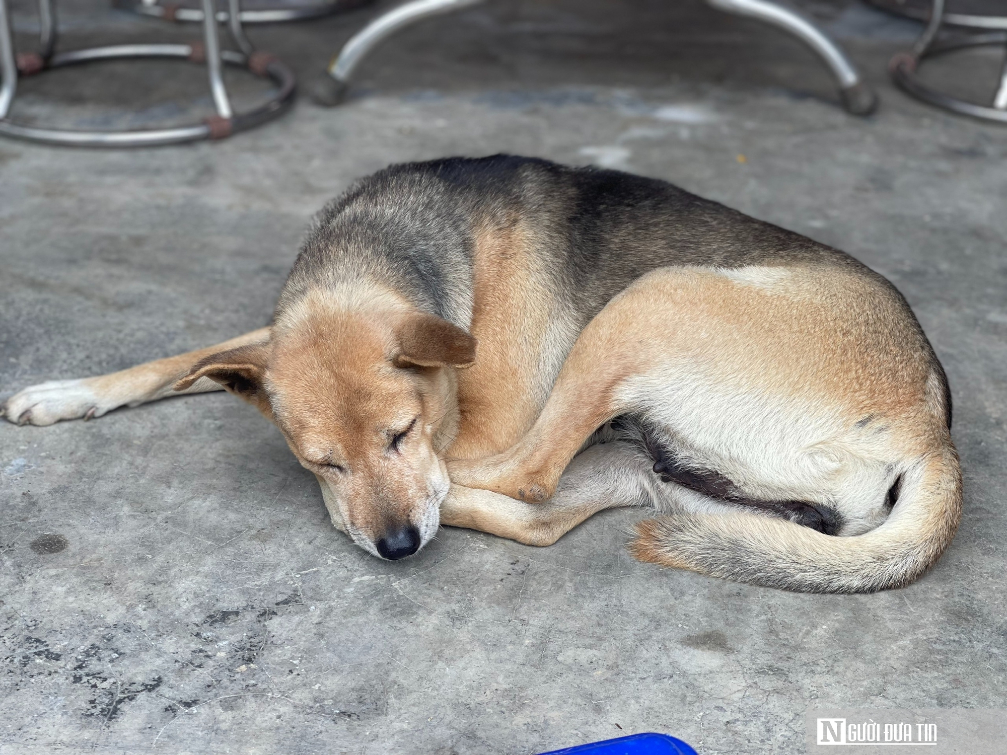 Đ&agrave; Nẵng: Ch&oacute; thả r&ocirc;ng nhiễm dại, mối nguy treo lơ lửng khu d&acirc;n cư- Ảnh 3.