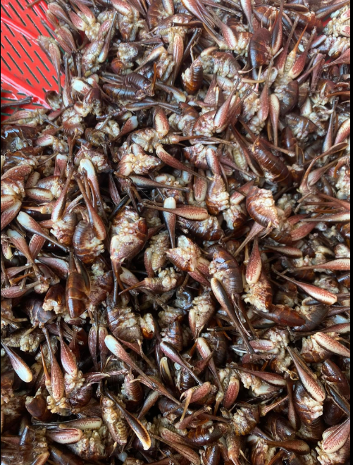 Con "c&ugrave;ng đống" xưa kh&ocirc;ng ai ng&oacute;, nay th&agrave;nh đặc sản T&acirc;y Bắc đắt đỏ, được d&acirc;n nhậu m&ecirc; t&iacute;t- Ảnh 7.