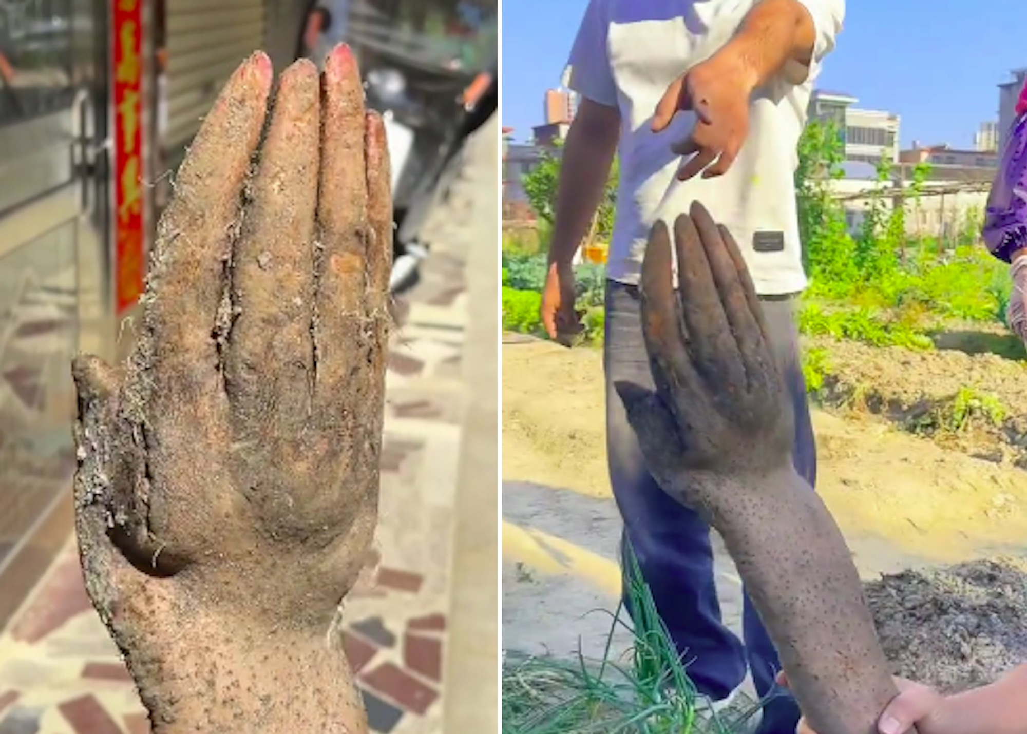 Người đàn ông đào được củ khoai có hình 