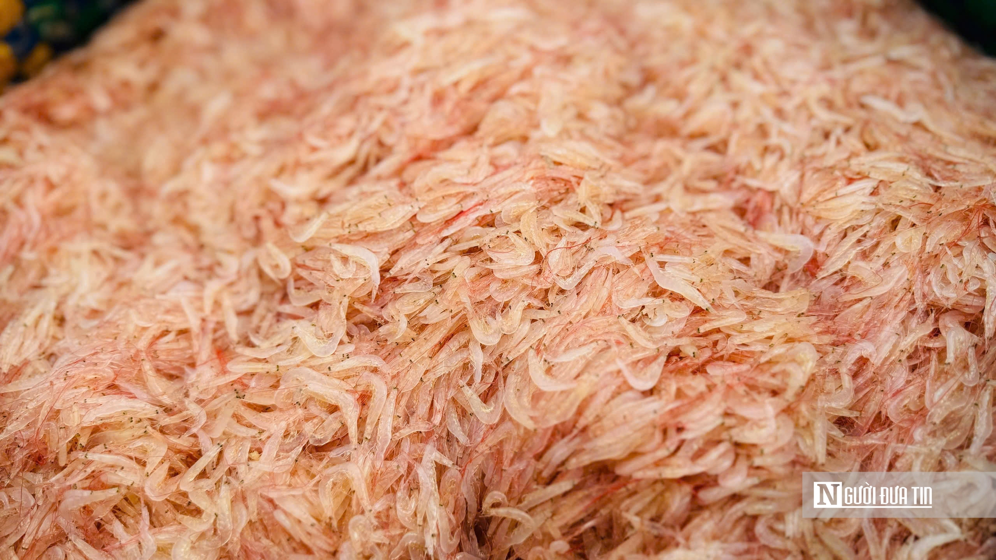 M&ugrave;a ruốc bội thu, b&atilde;i ngang Quảng Ng&atilde;i rộn r&agrave;ng sau Tết- Ảnh 6.