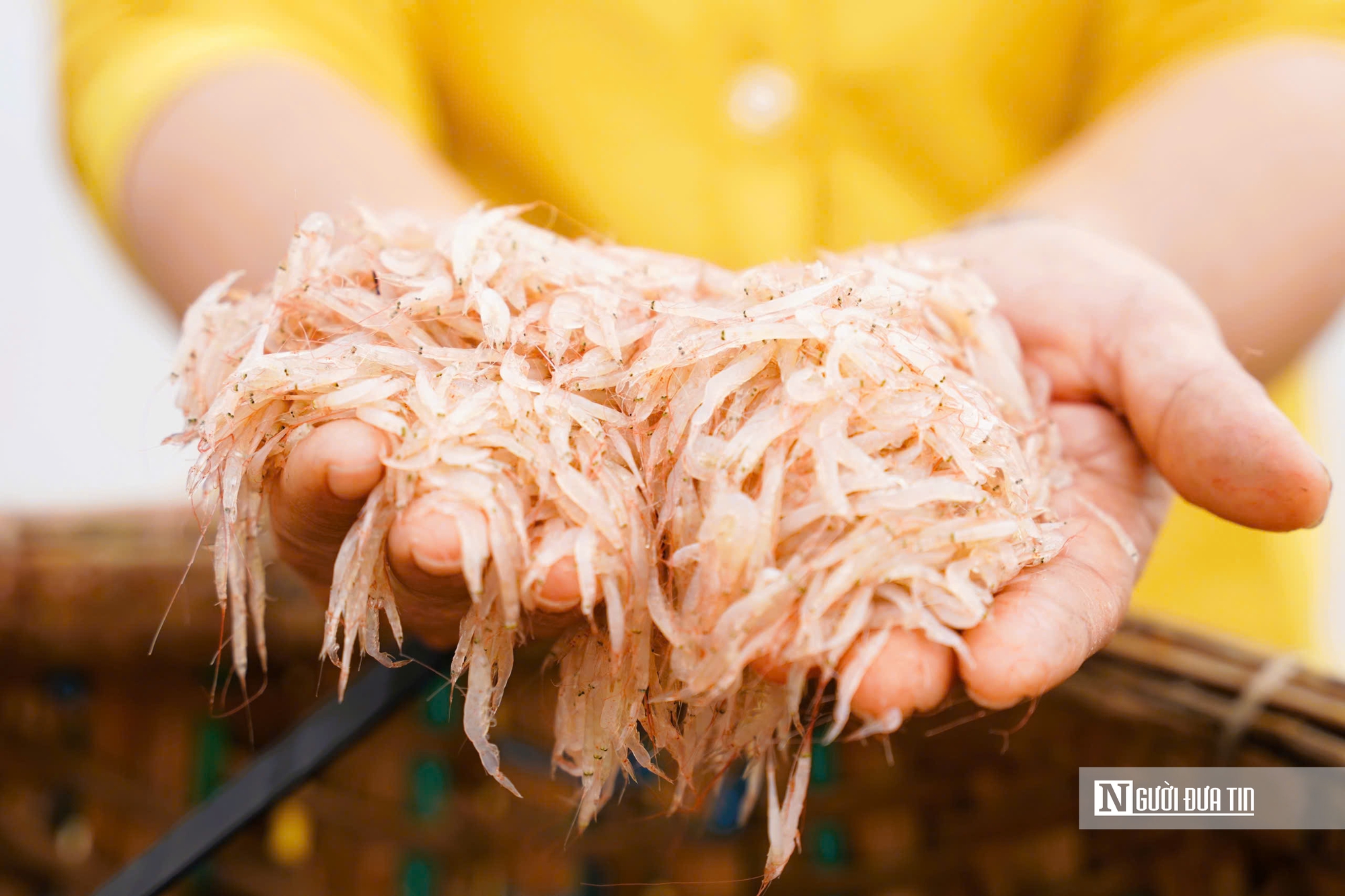 Mùa ruốc bội thu, bãi ngang Quảng Ngãi rộn ràng sau Tết- Ảnh 8. Mùa ruốc bội thu, bãi ngang Quảng Ngãi rộn ràng sau Tết- Ảnh 8.