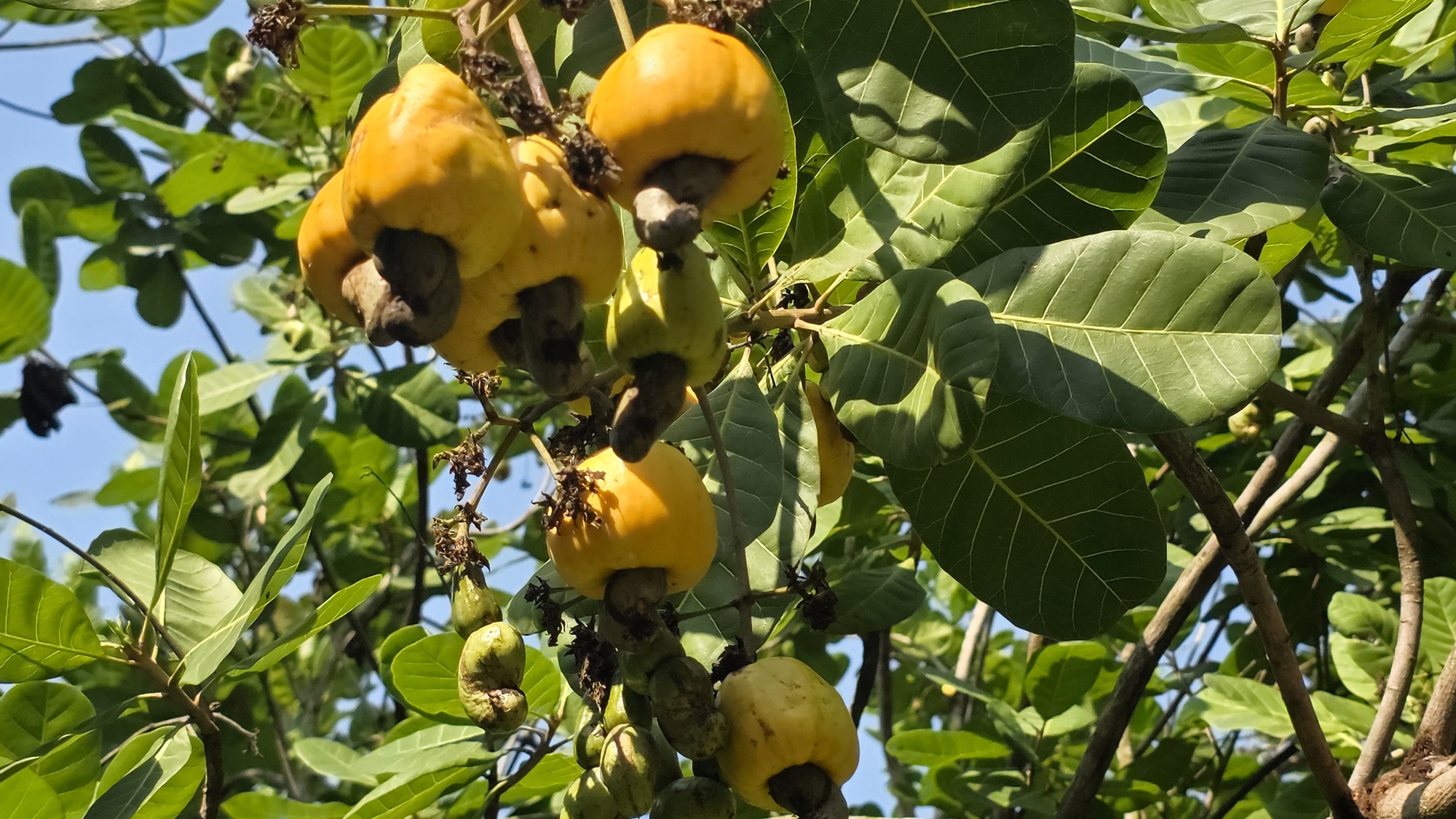 Thủ phủ điều Đồng Nai lao đao vì mưa trái mùa: Nông dân thất thu, sâu bệnh bủa vây- Ảnh 3.