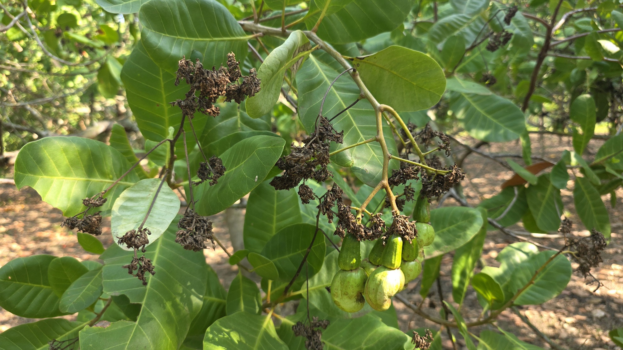 Thủ phủ điều Đồng Nai lao đao vì mưa trái mùa: Nông dân thất thu, sâu bệnh bủa vây- Ảnh 2.