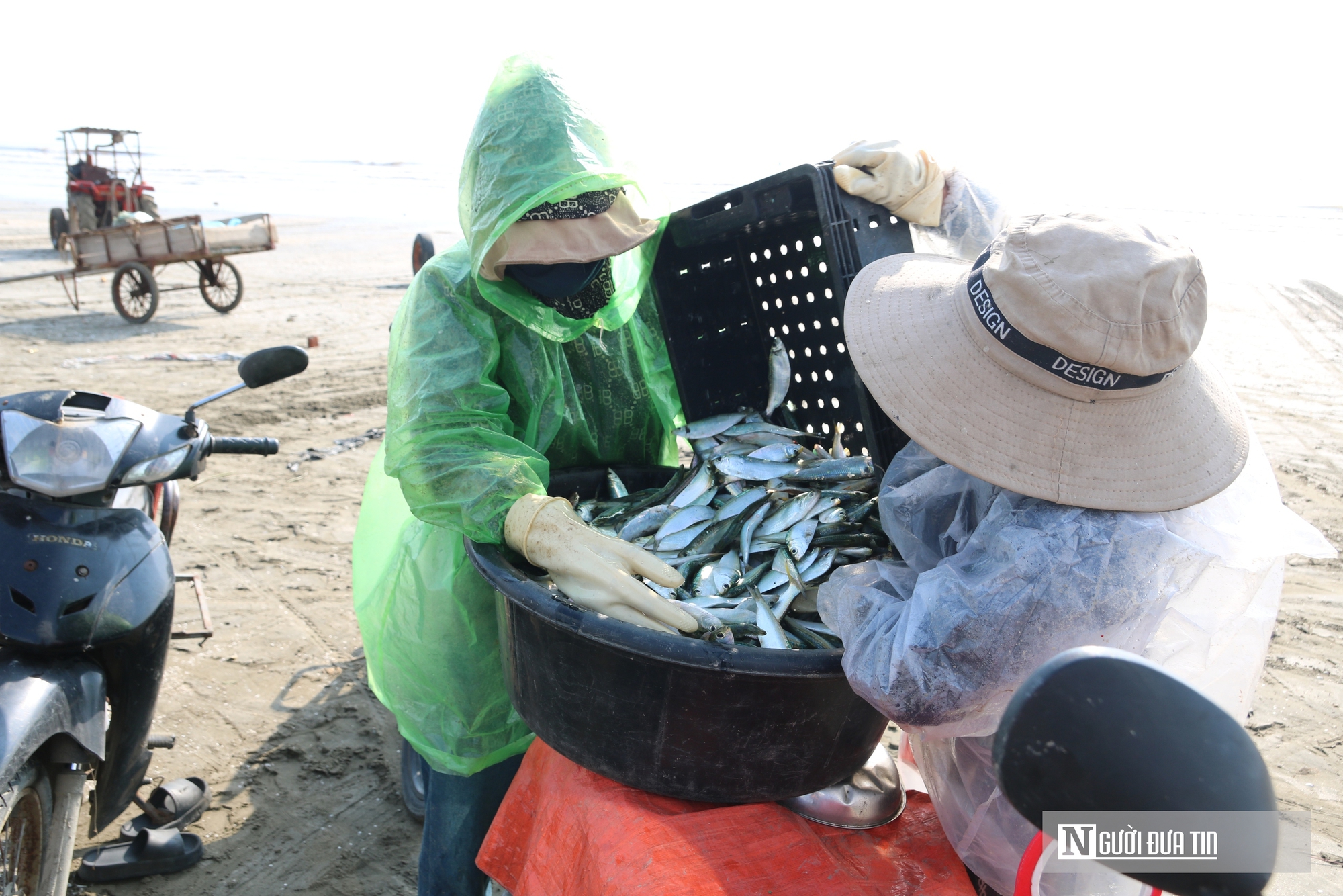 Loài cá "nhà nghèo", bổ dưỡng hút khách thập phương thưởng thức trực tiếp - Ảnh 2.