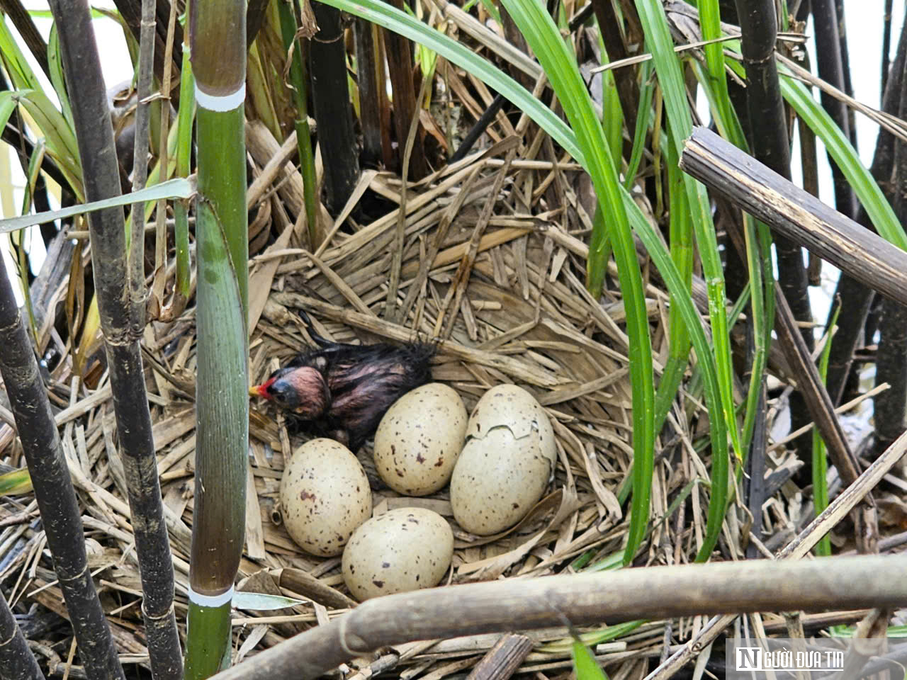 Lão nông trên phá Hạc Hải – Bài 1:
