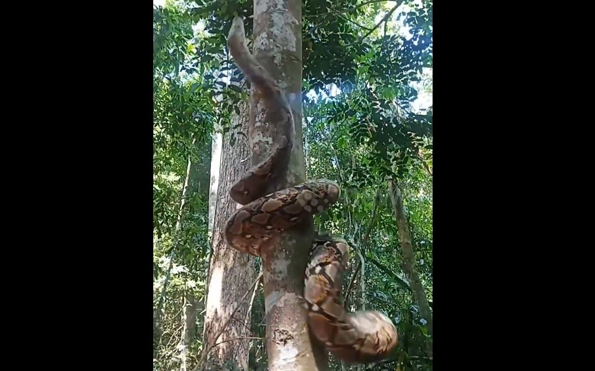 Trăn Lưới 3 Mét Thể Hiện Kỹ Năng Leo Cây 'Thần Sầu' Tại Nakhon Si Thammarat, Thái Lan
