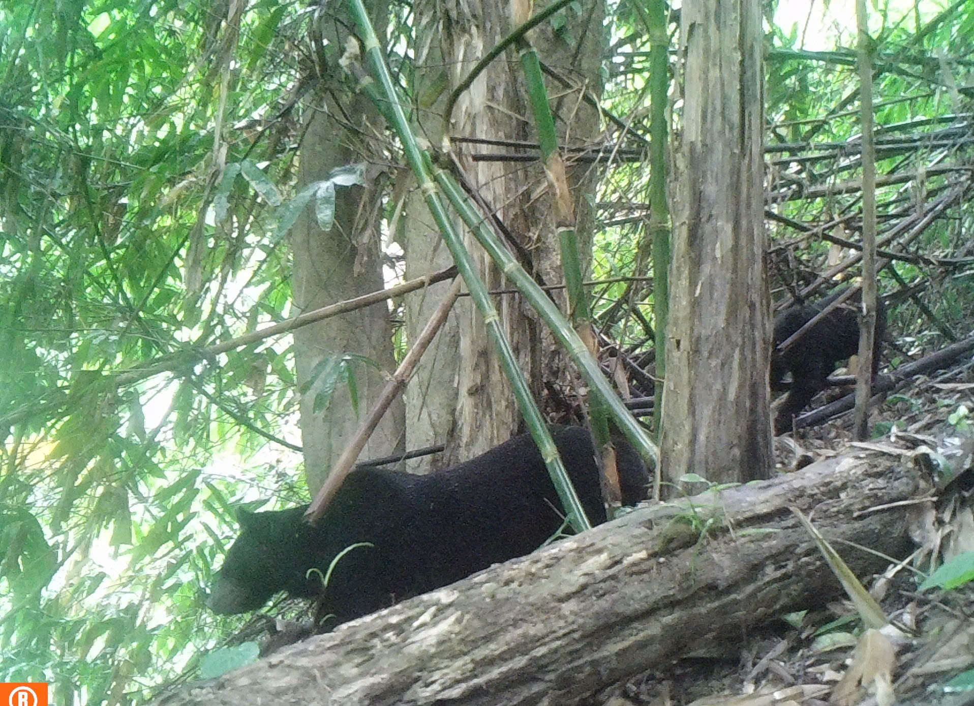 Quần thể gấu ngựa tại Khu BTTN Pù Hu và công tác bảo vệ trước sự săn lùng của con người - Ảnh 1.