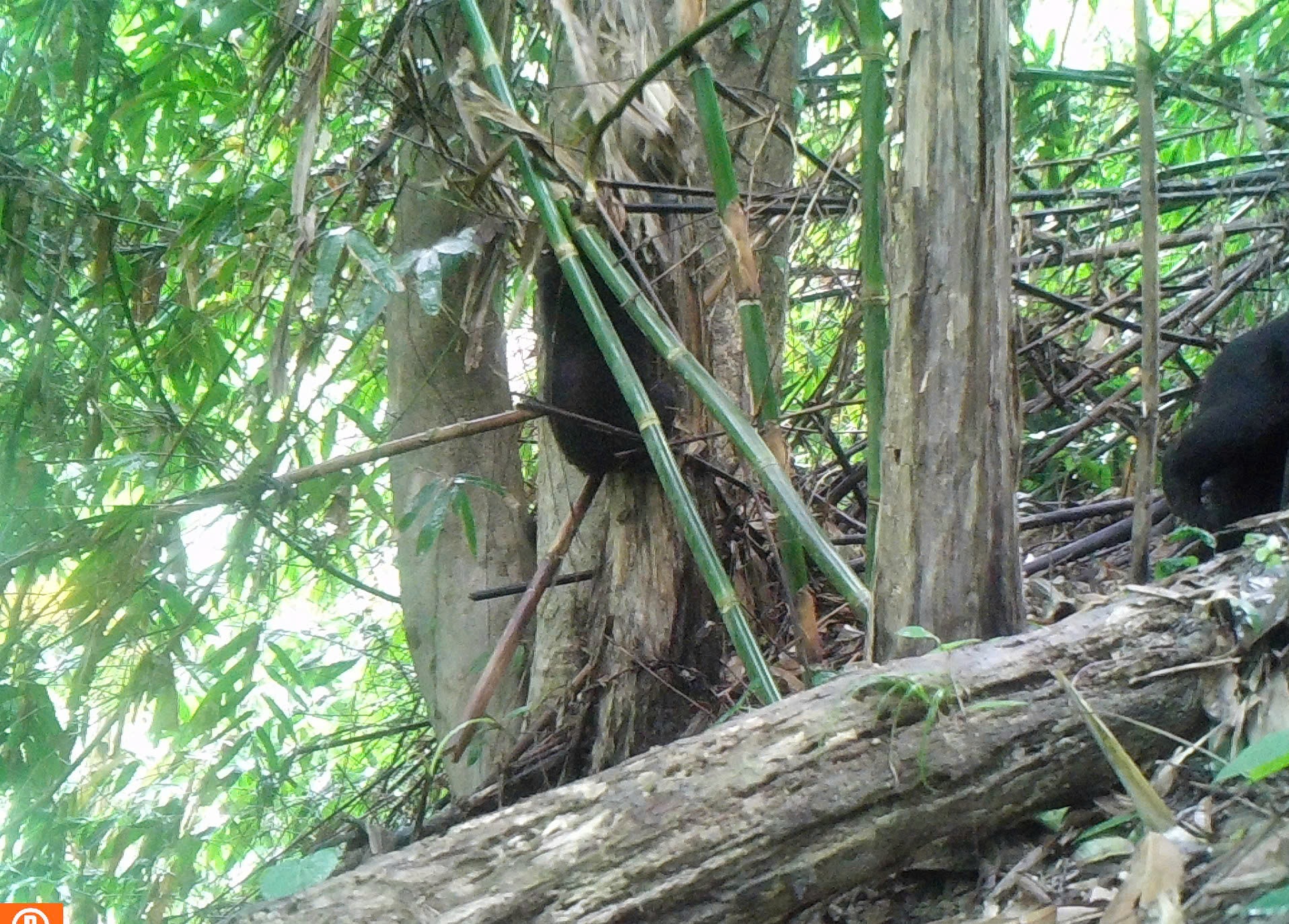 Quần thể gấu ngựa tại Khu BTTN Pù Hu và công tác bảo vệ trước sự săn lùng của con người - Ảnh 2.