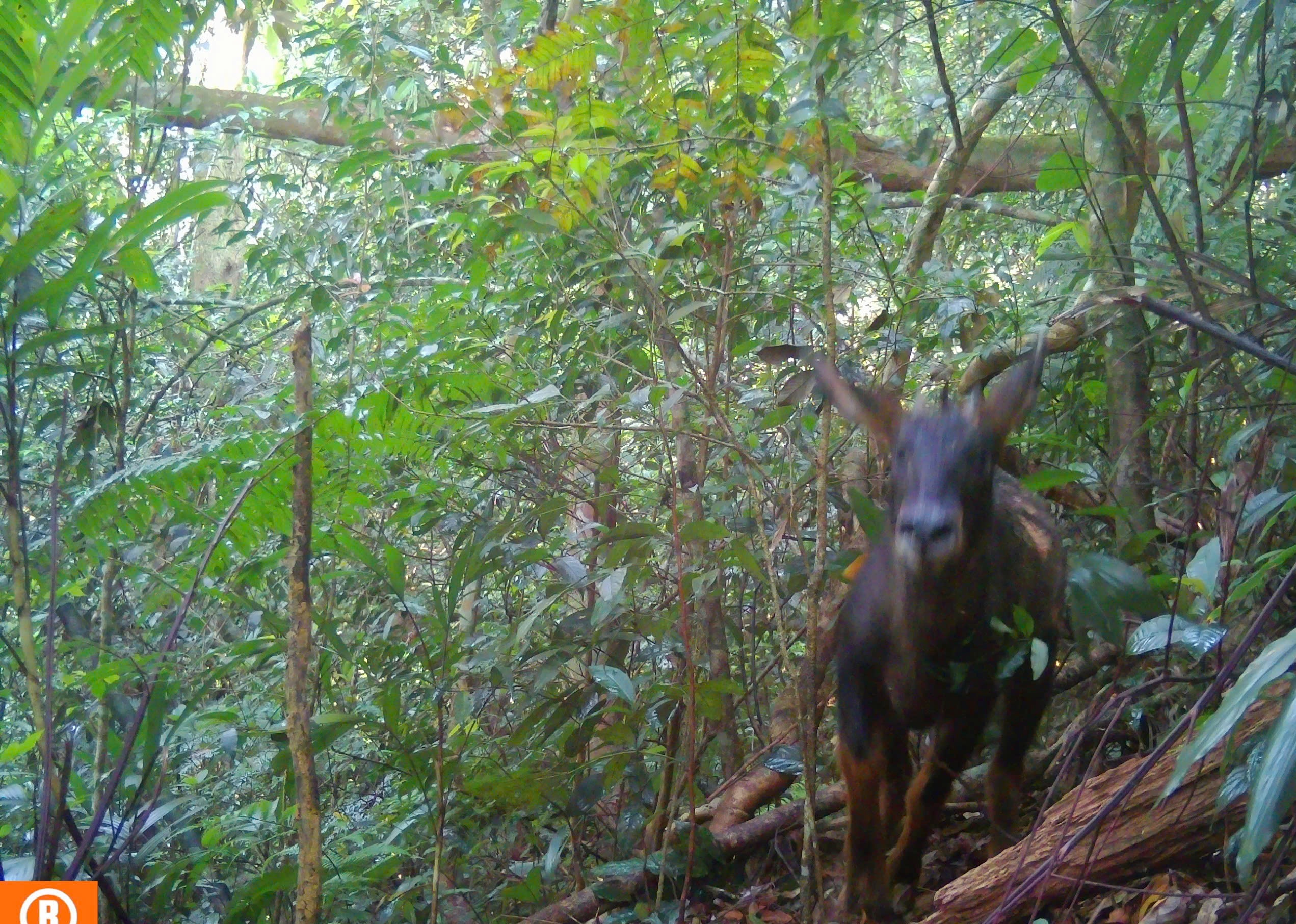 Quần thể gấu ngựa tại Khu BTTN Pù Hu và công tác bảo vệ trước sự săn lùng của con người - Ảnh 3.