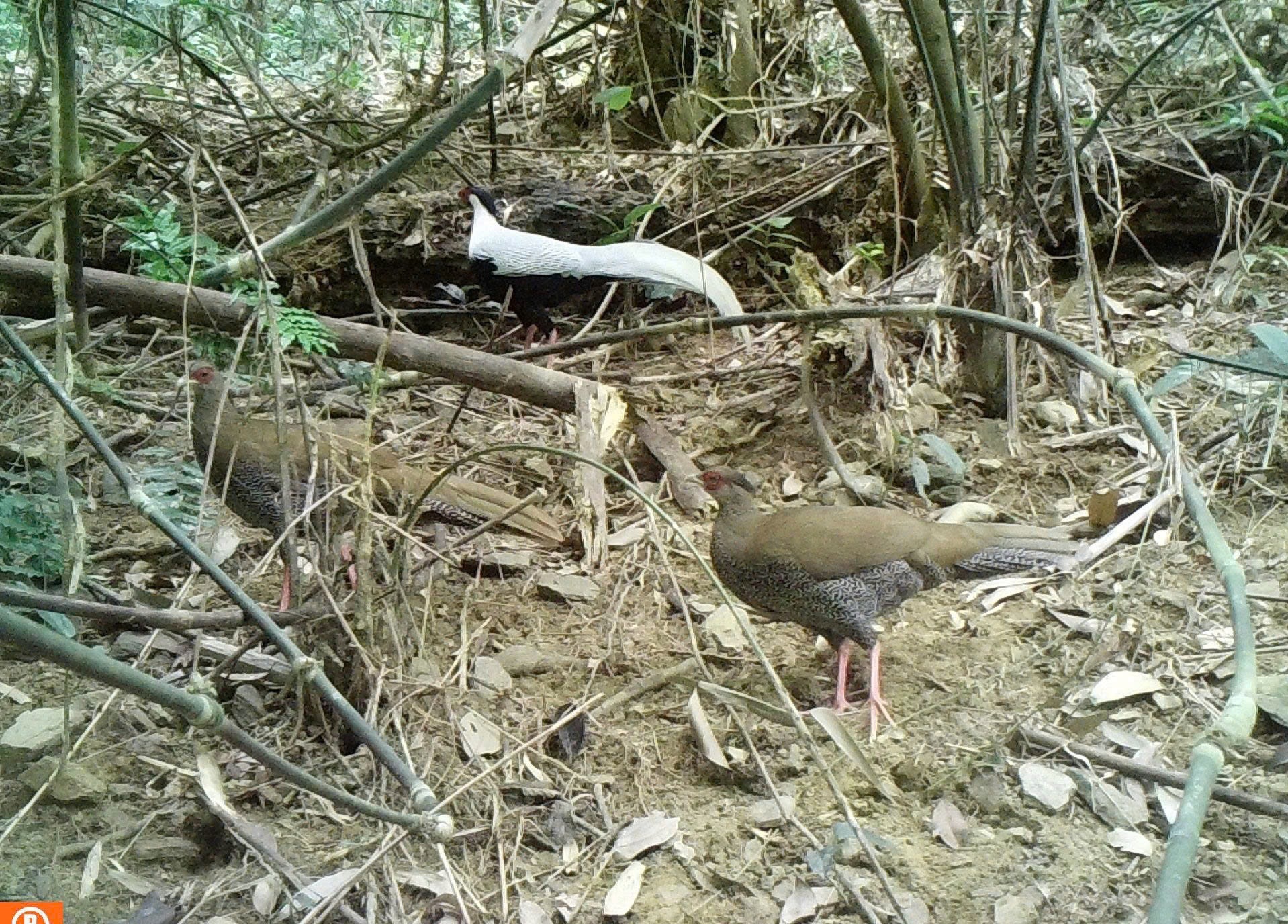 Quần thể gấu ngựa tại Khu BTTN Pù Hu và công tác bảo vệ trước sự săn lùng của con người - Ảnh 5.