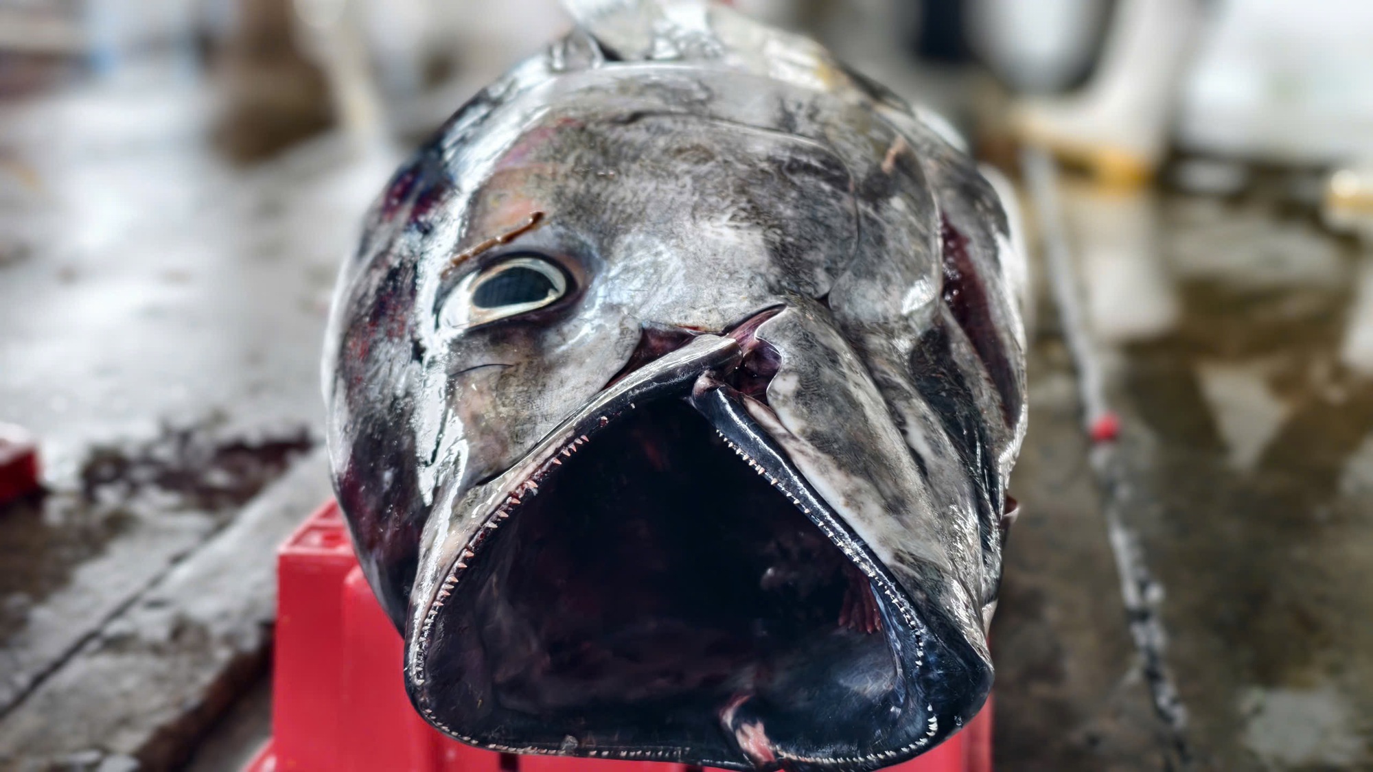 Cận cảnh đầy kín hầm cá ngừ đại dương sau chuyến biển 2 tuần của ngư dân Quảng Ngãi- Ảnh 5.