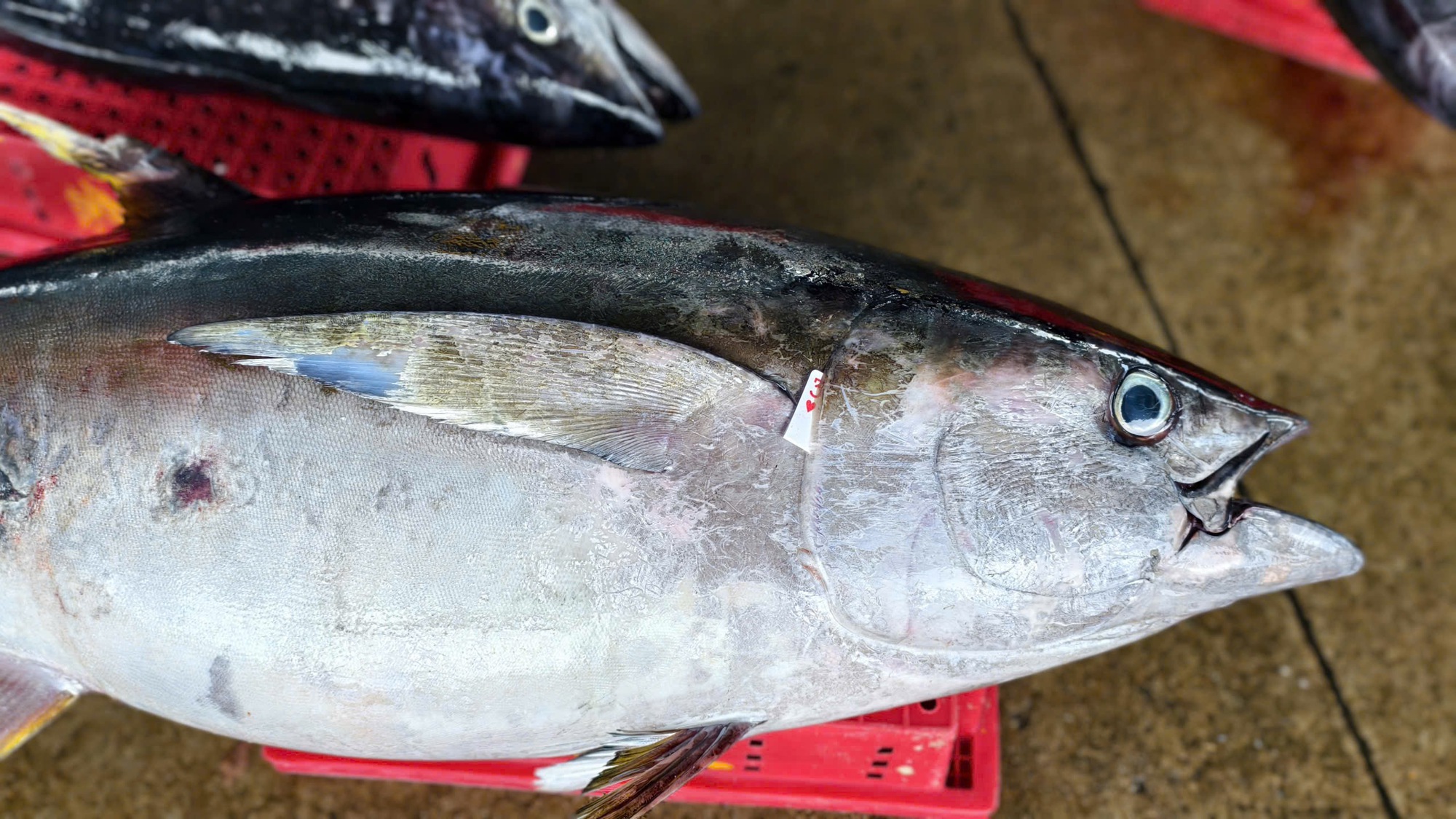 Cận cảnh đầy kín hầm cá ngừ đại dương sau chuyến biển 2 tuần của ngư dân Quảng Ngãi- Ảnh 4.