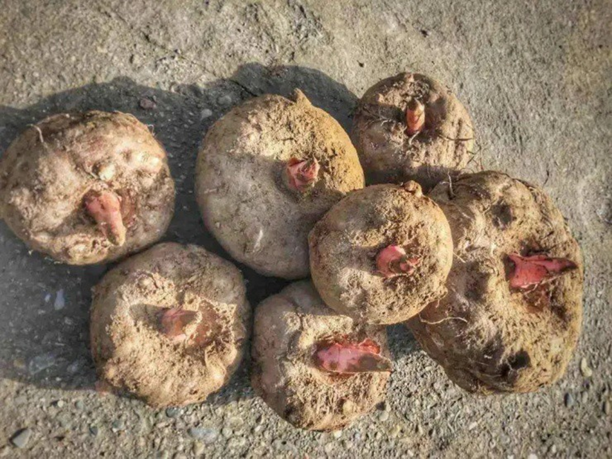 Loại củ dại “độc toàn thân”, người Việt không ai ngó trời Tây bán 