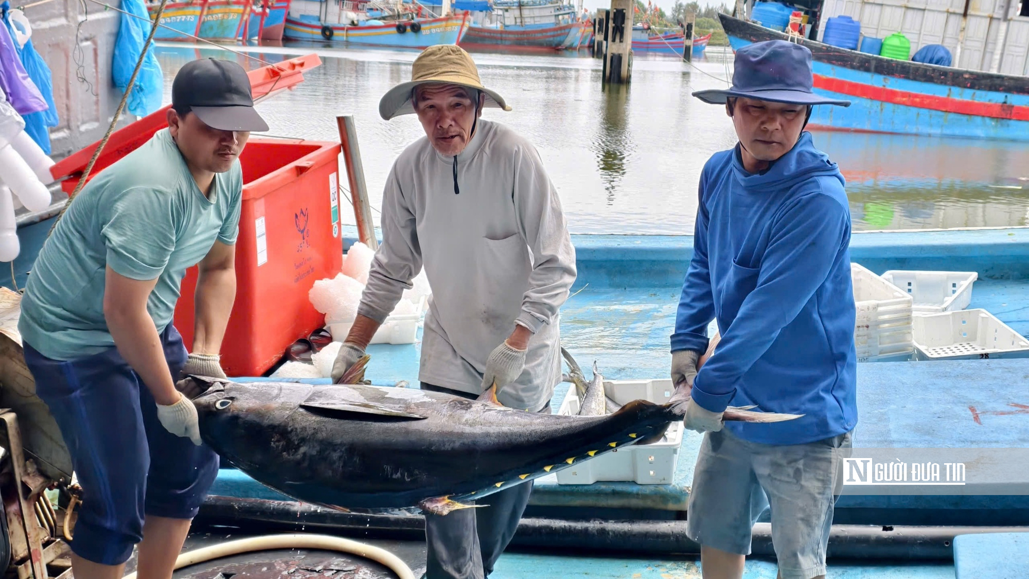 Cận cảnh đầy k&iacute;n hầm c&aacute; ngừ đại dương sau chuyến biển 2 tuần của ngư d&acirc;n Quảng Ng&atilde;i- Ảnh 2.