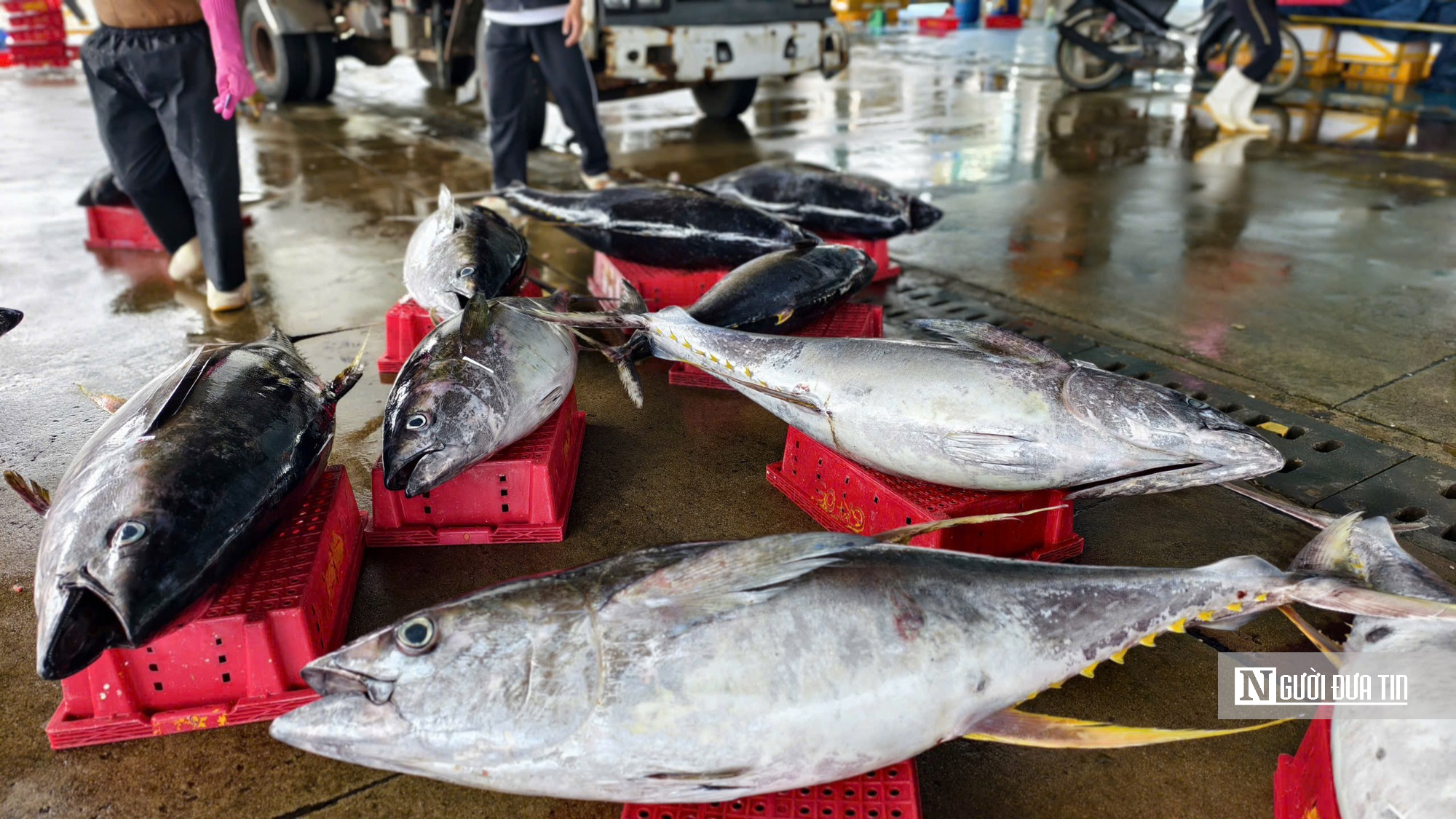 Cận cảnh đầy k&iacute;n hầm c&aacute; ngừ đại dương sau chuyến biển 2 tuần của ngư d&acirc;n Quảng Ng&atilde;i- Ảnh 10.